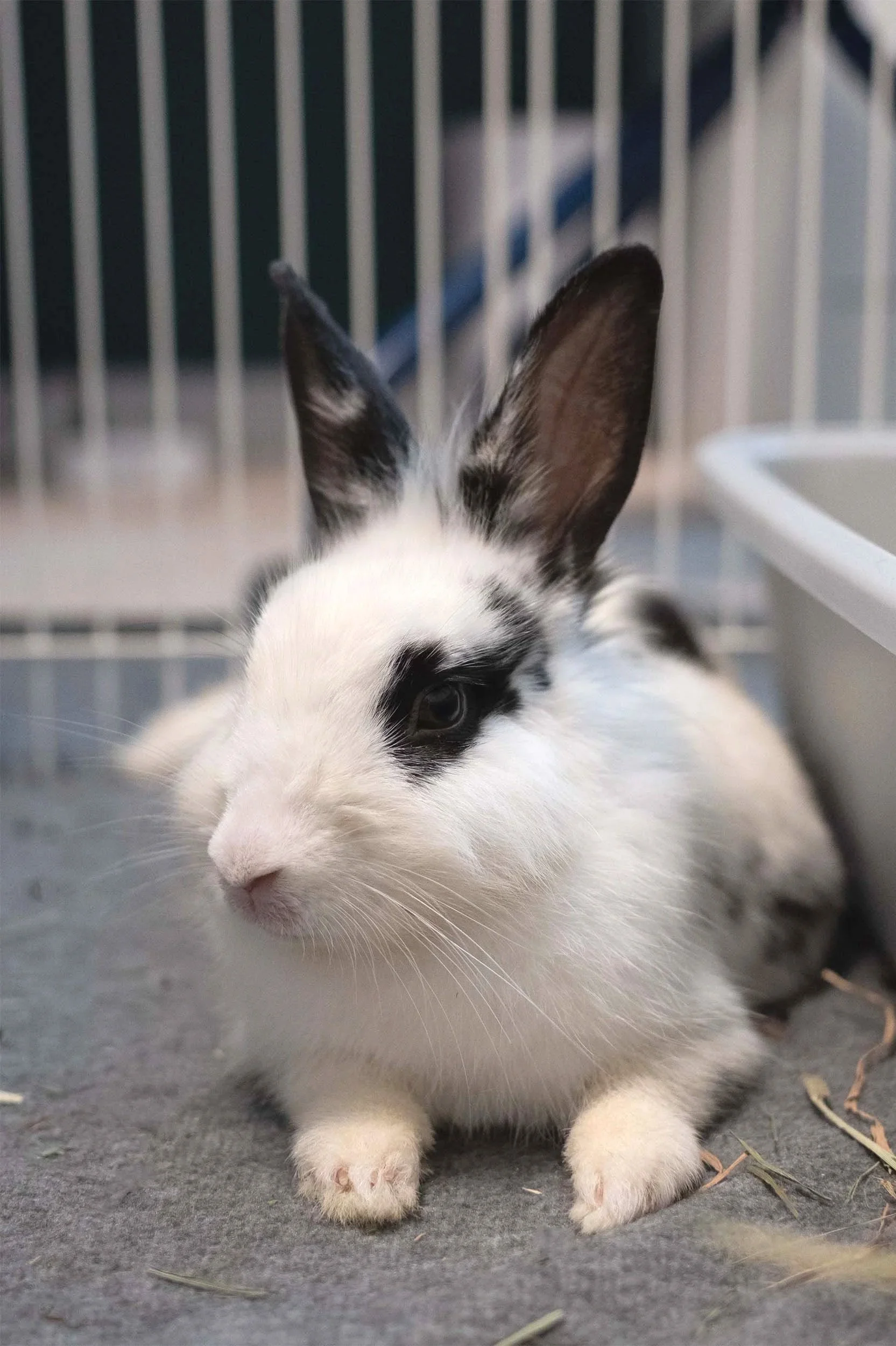 a white and black rabbit peeking our from under a cardboard tunnel