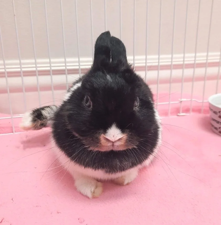 Adoption Procedures — Triangle Rabbits