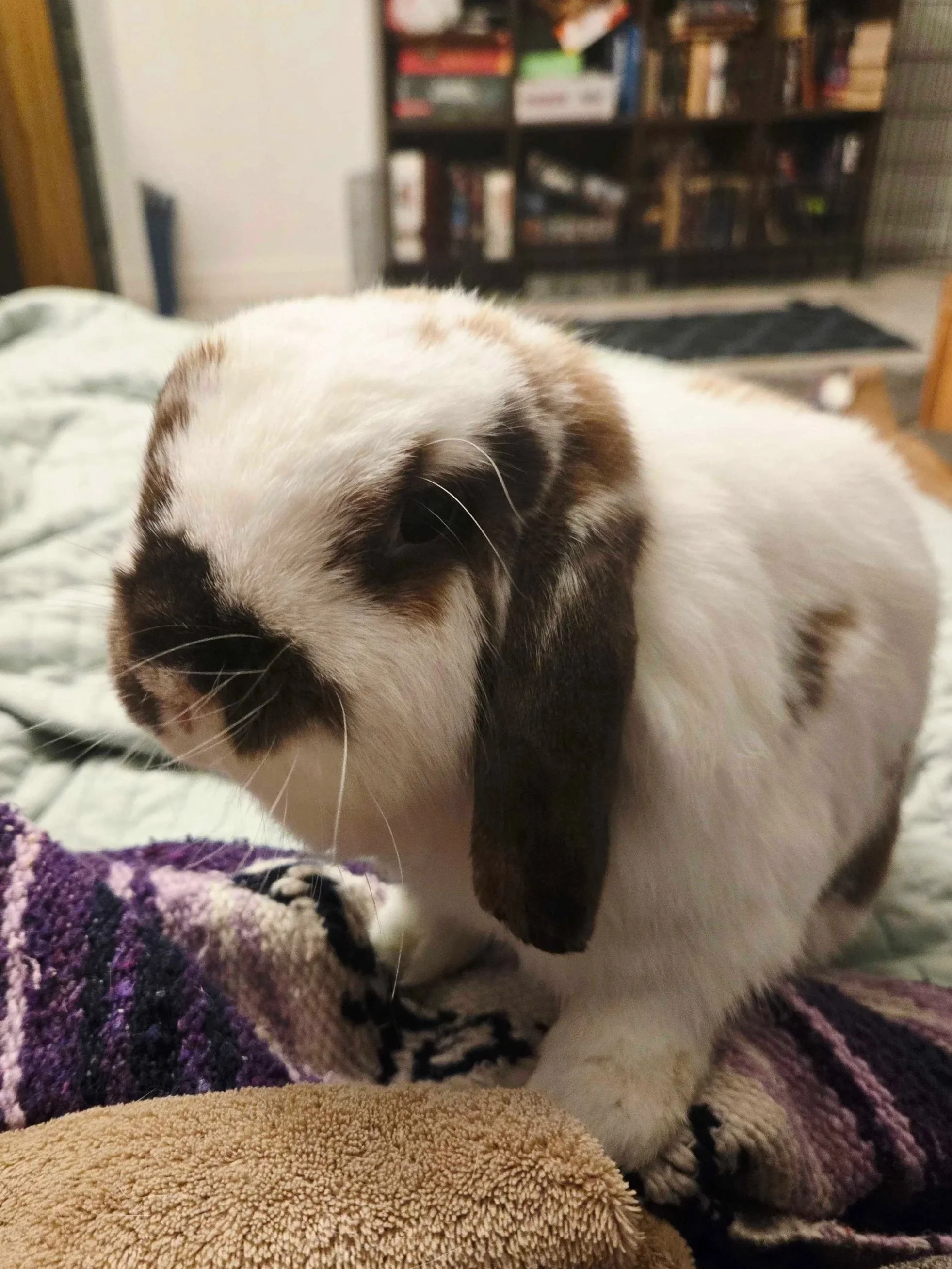 a white and brown lop rabbit sitting on a purple blanket
