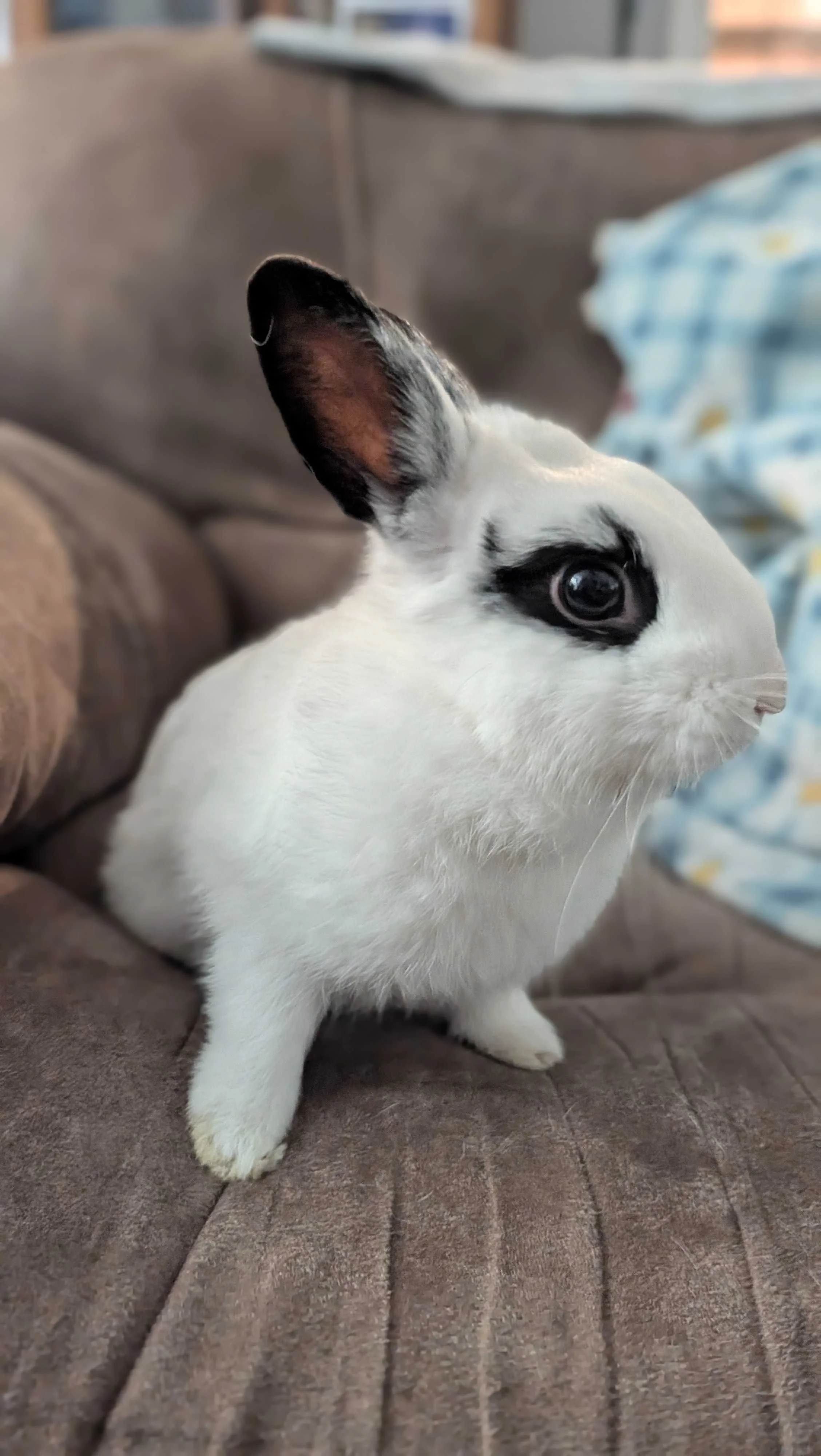 white rabbit with black markings