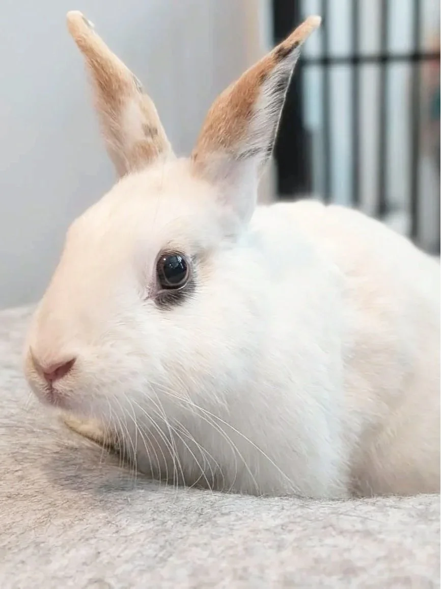 a cream and brown rabbit sitting in a wool pet bed