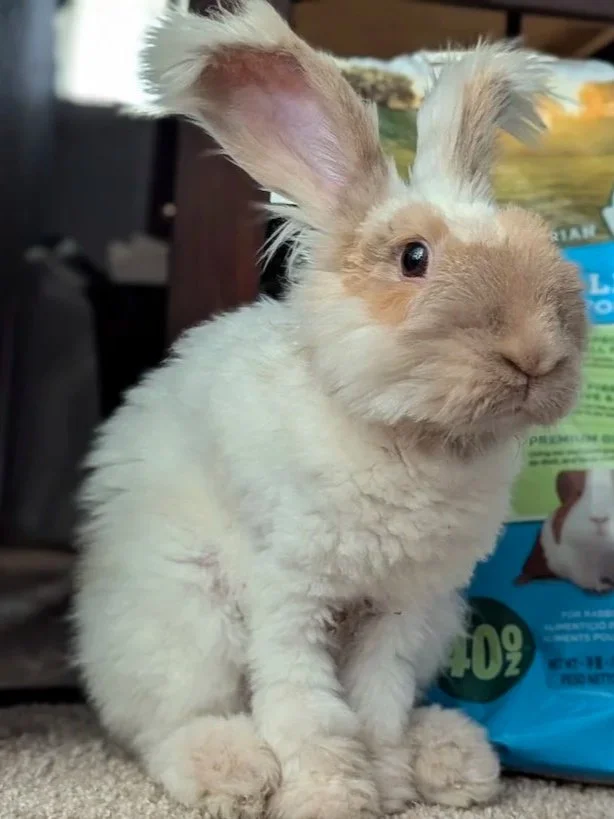 a cream colored Angora rabbit after trimming