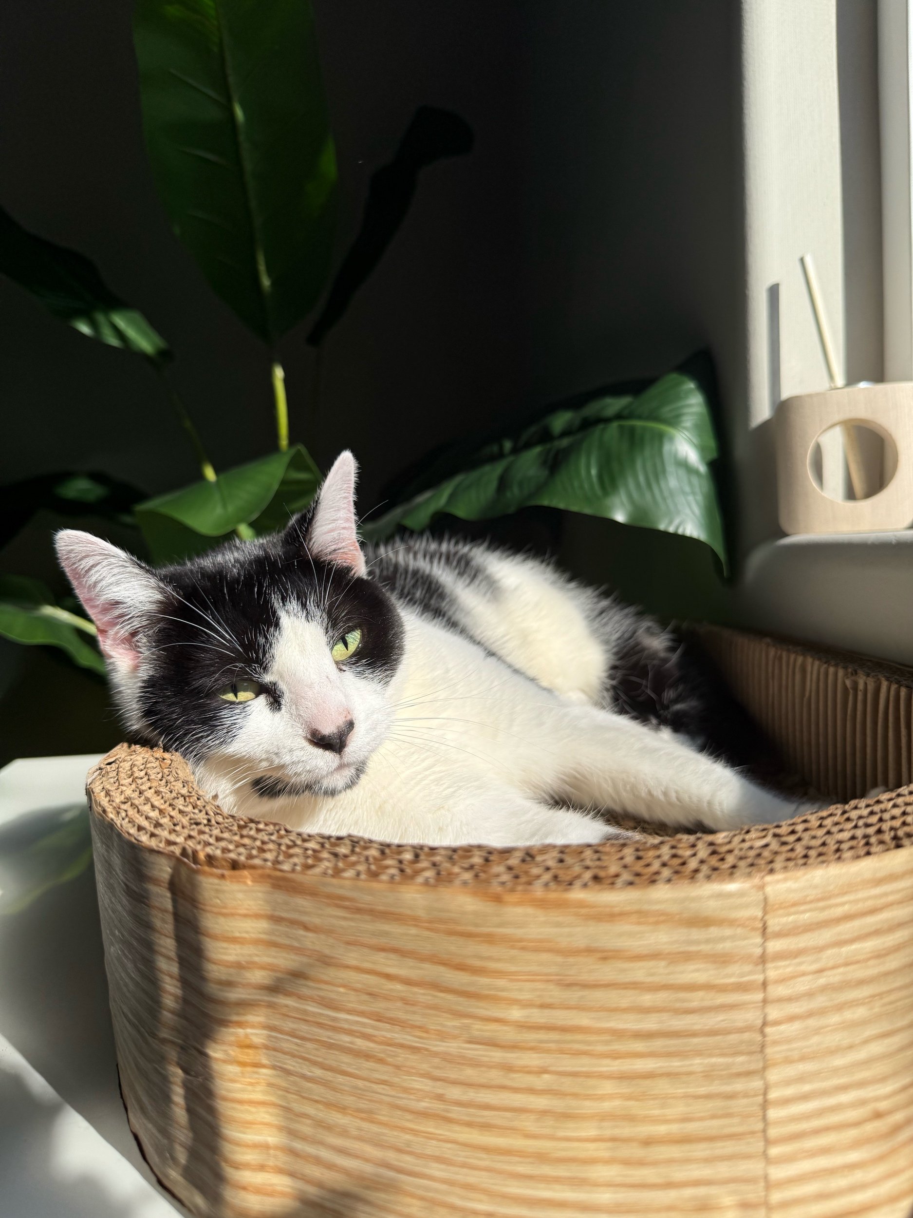 Black and white cat lying in a woven basket near a window, with green houseplants in the background and sunlight illuminating the scene.