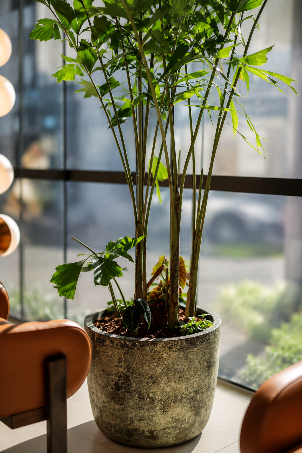 A large potted green indoor plant with broad and slender leaves, situated near a window with daylight streaming in, surrounded by brown chairs.