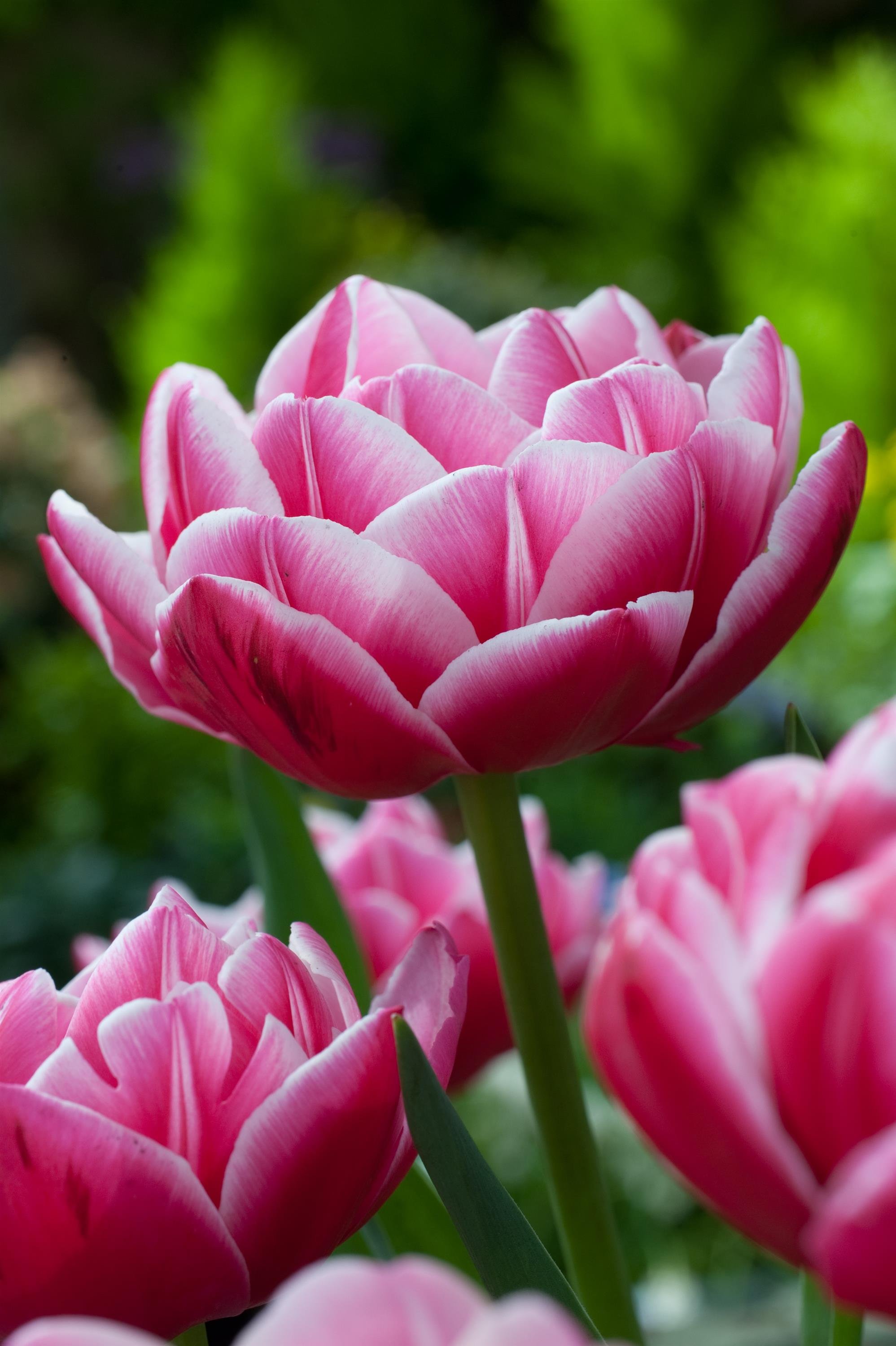 TULIP COLUMBUS_Bloom_Bloom-2.jpg