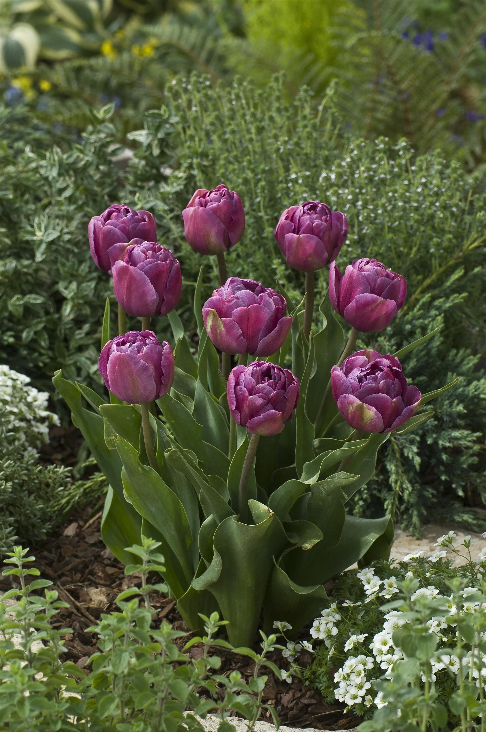 TULIP NEGRITA DOUBLE_Landscape_Landscape.jpg