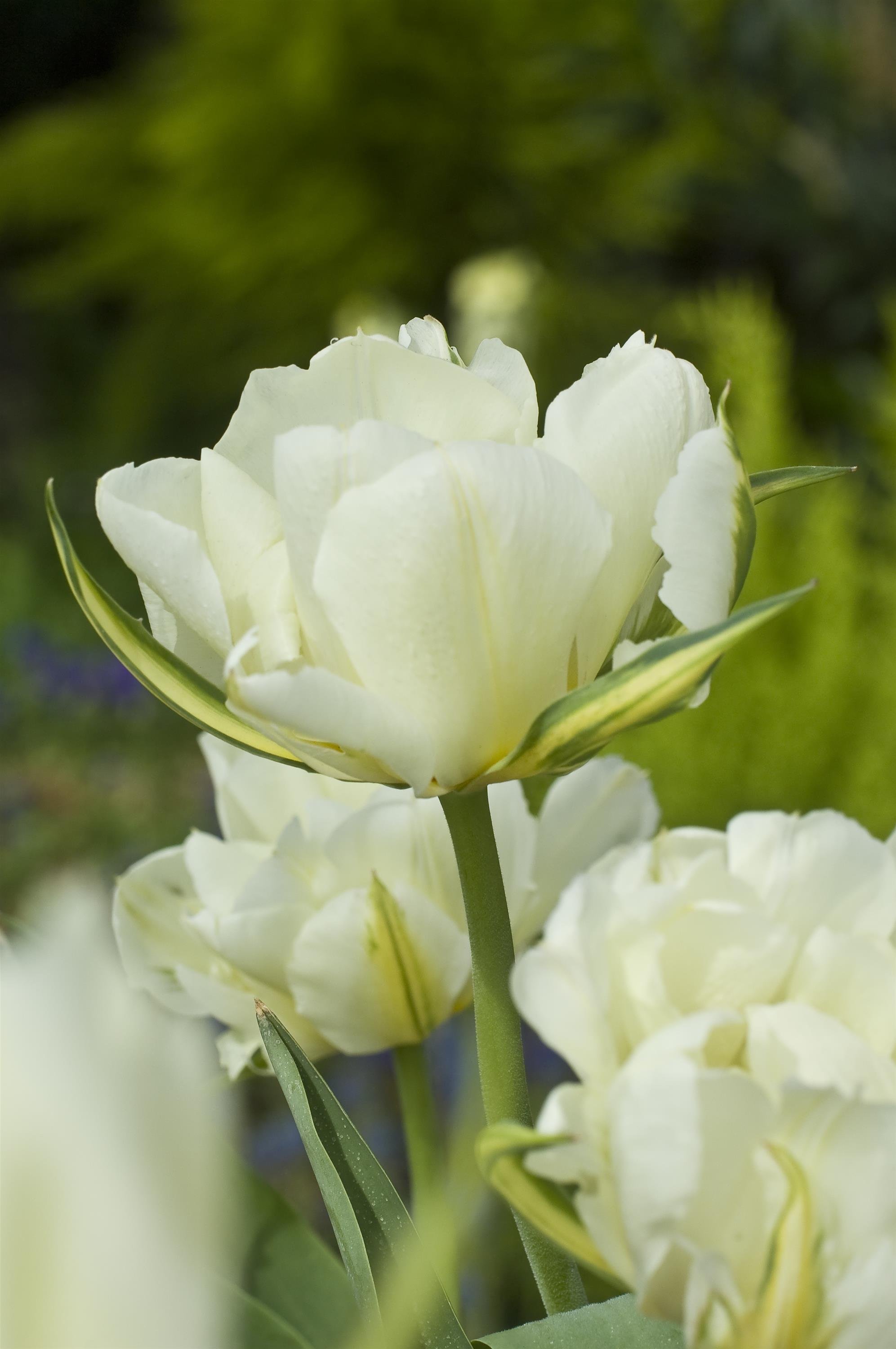 TULIP EXOTIC EMPEROR_Bloom_Bloom.jpg