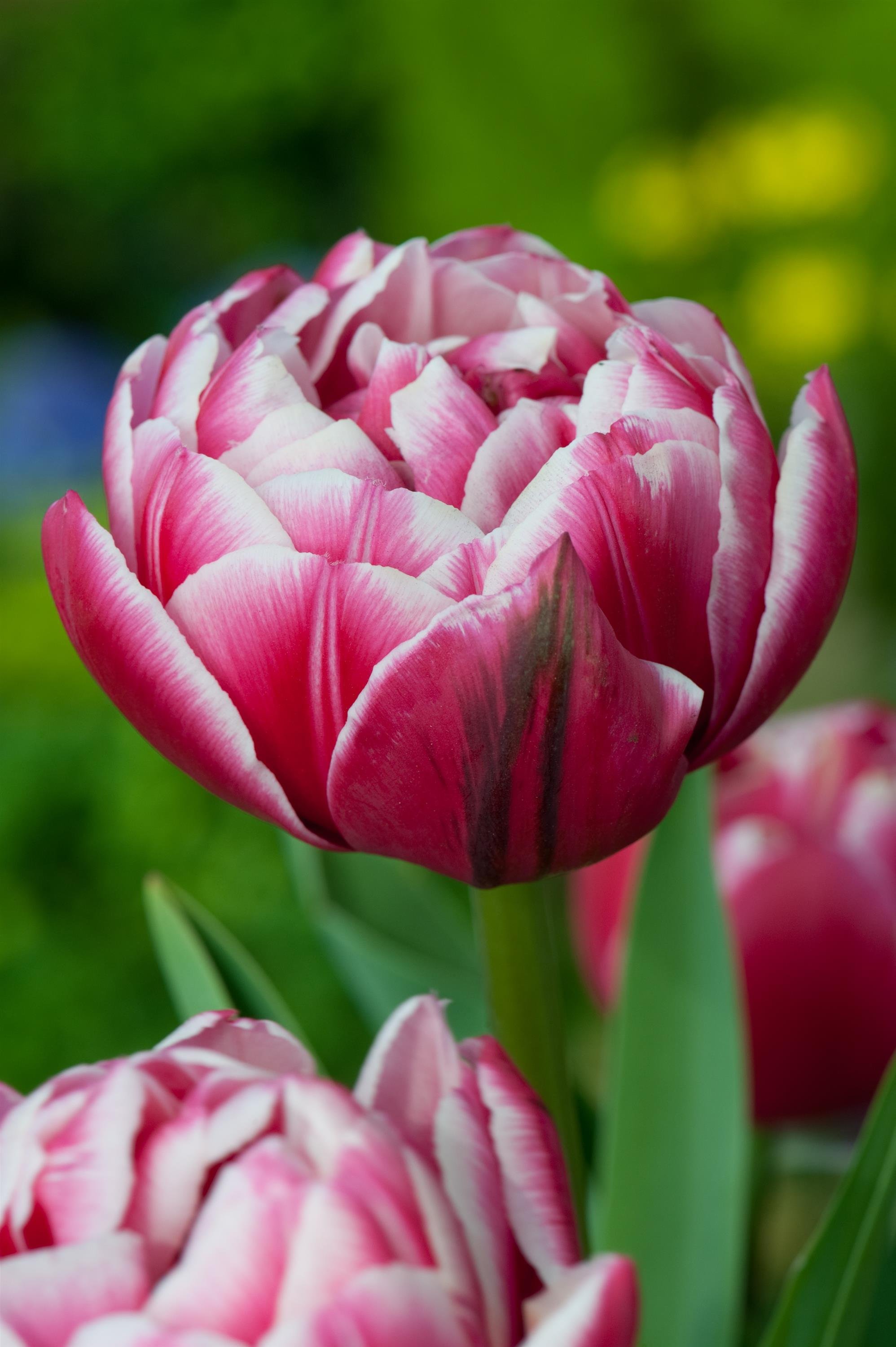 TULIP COLUMBUS_Bloom_Bloom.jpg