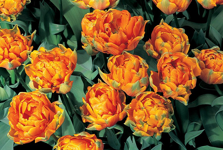TULIP ORCA_Bloom_Bloom.jpg