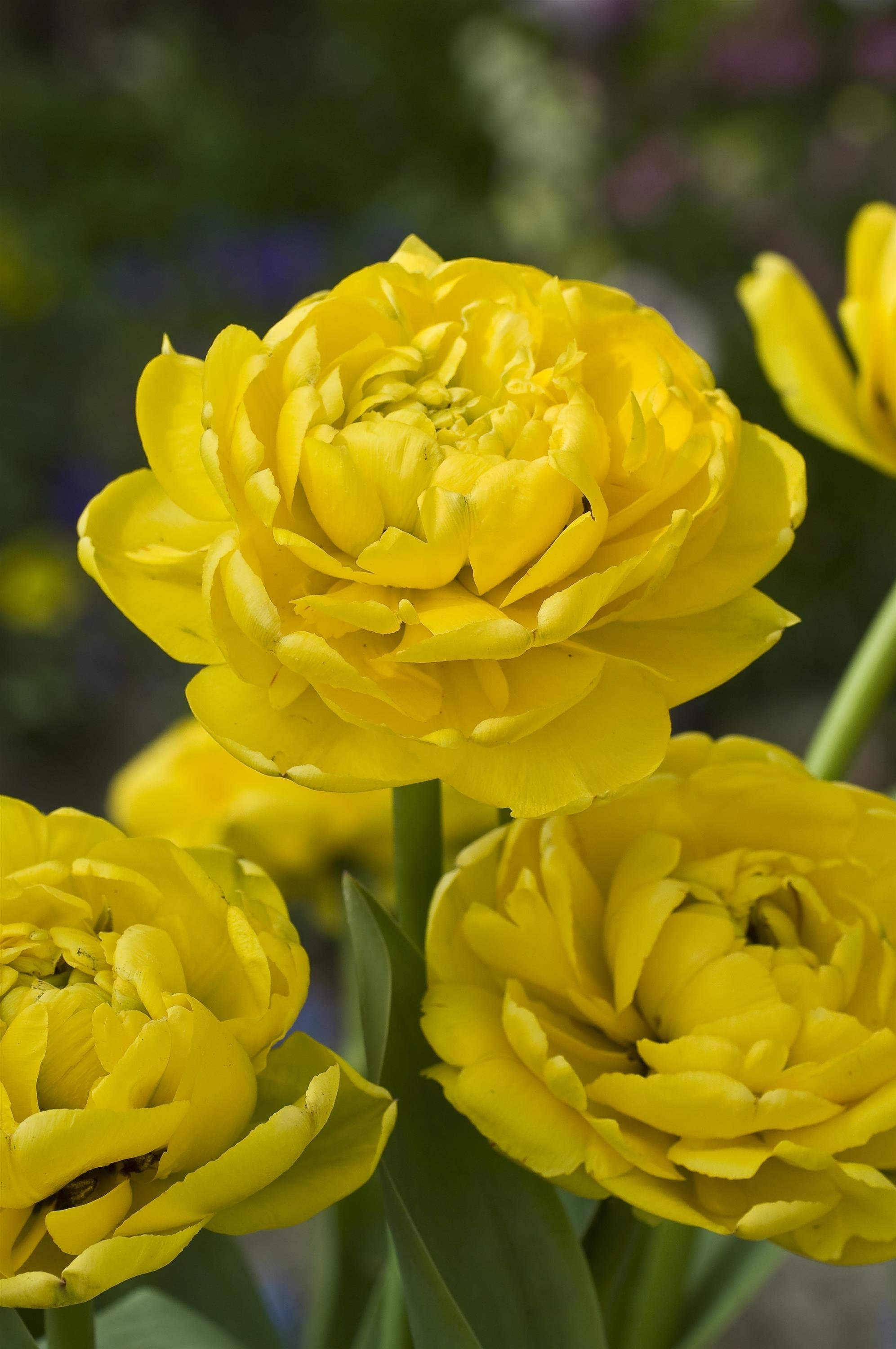 TULIP YELLOW POMPONETTE_Bloom_Bloom.jpg