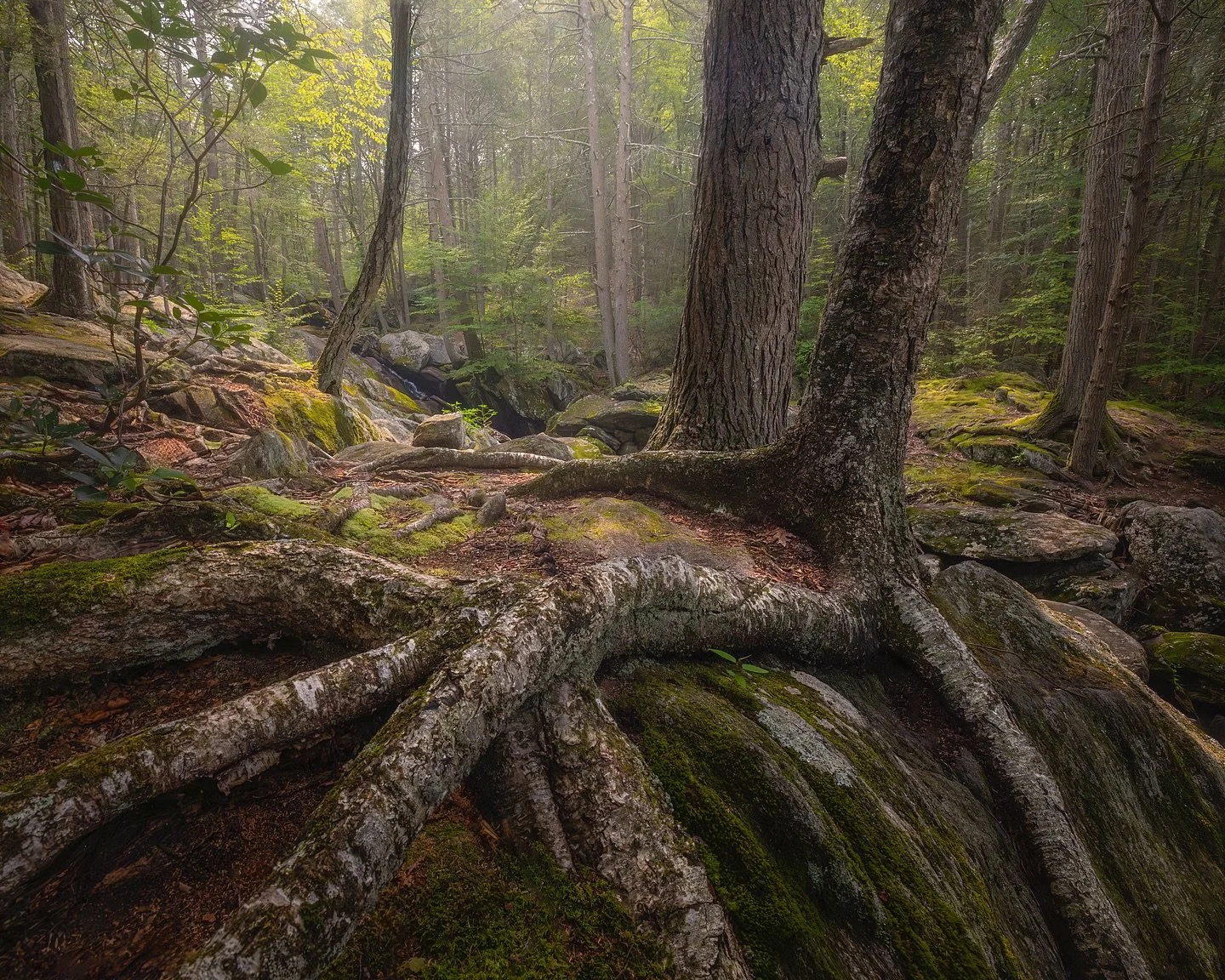 Discovering a hidden gem on the Mattituck Trail in Terryville was a treat. The forest is breathtaking, with enormous glacial erratics shaped by the brook flowing into Buttermilk Falls. The scenery is dramatic, with trees precariously perched on rocky