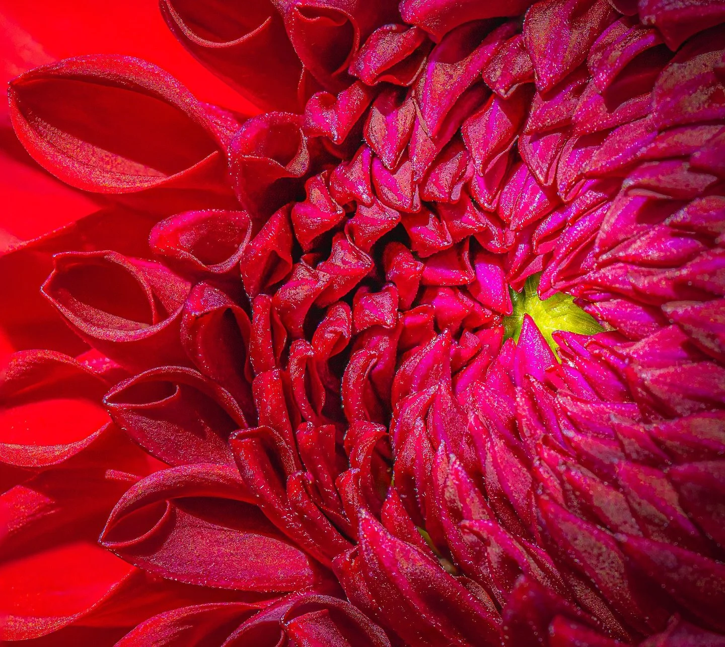 So I’ve literally never taken a photo of a flower, at least not out of the context of the landscape. When I got an invite to shoot at a private dahlia garden with my camera club, I couldn’t pass up the opportunity. It’s was at 9 in