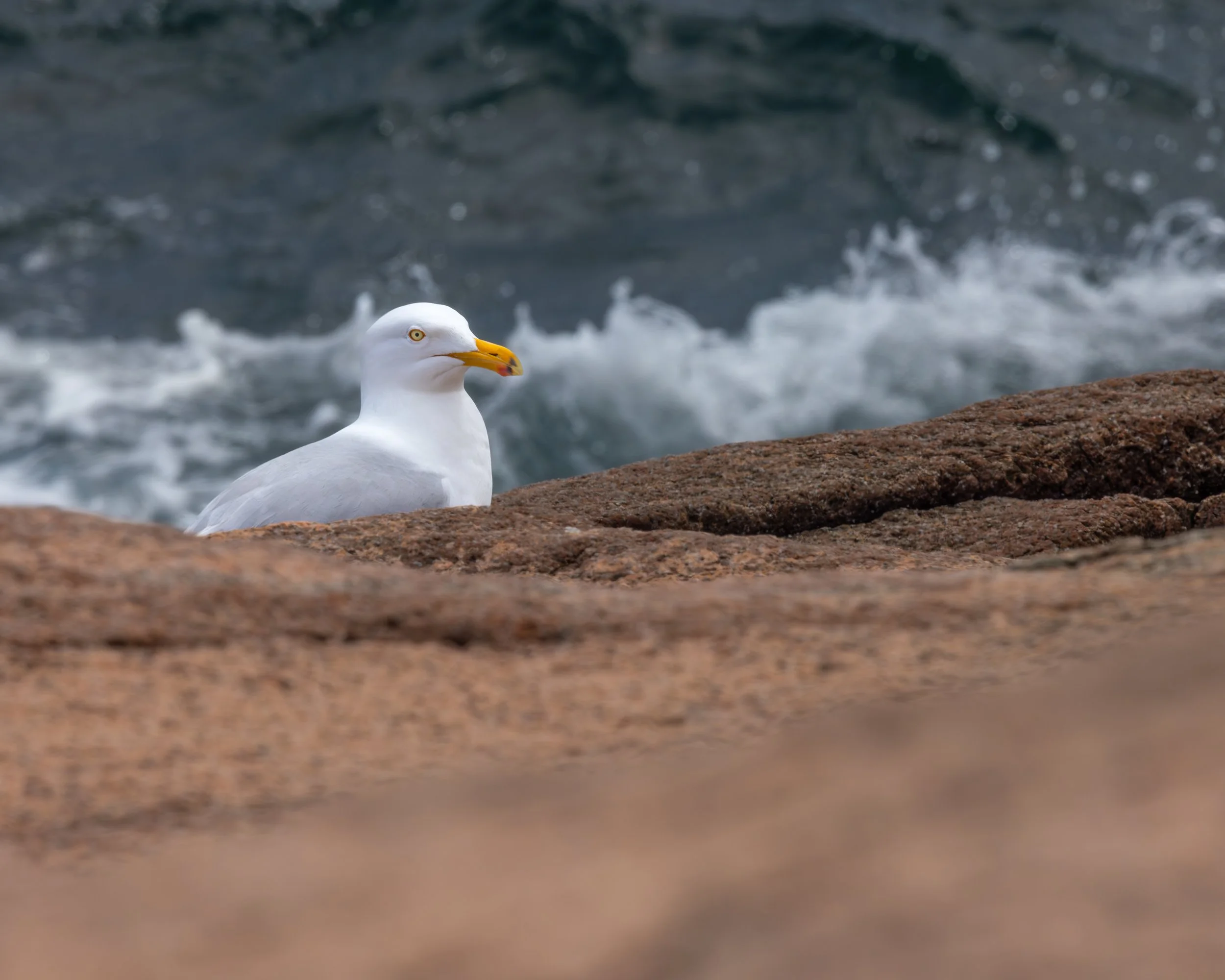 _88A7175-Edit.jpg