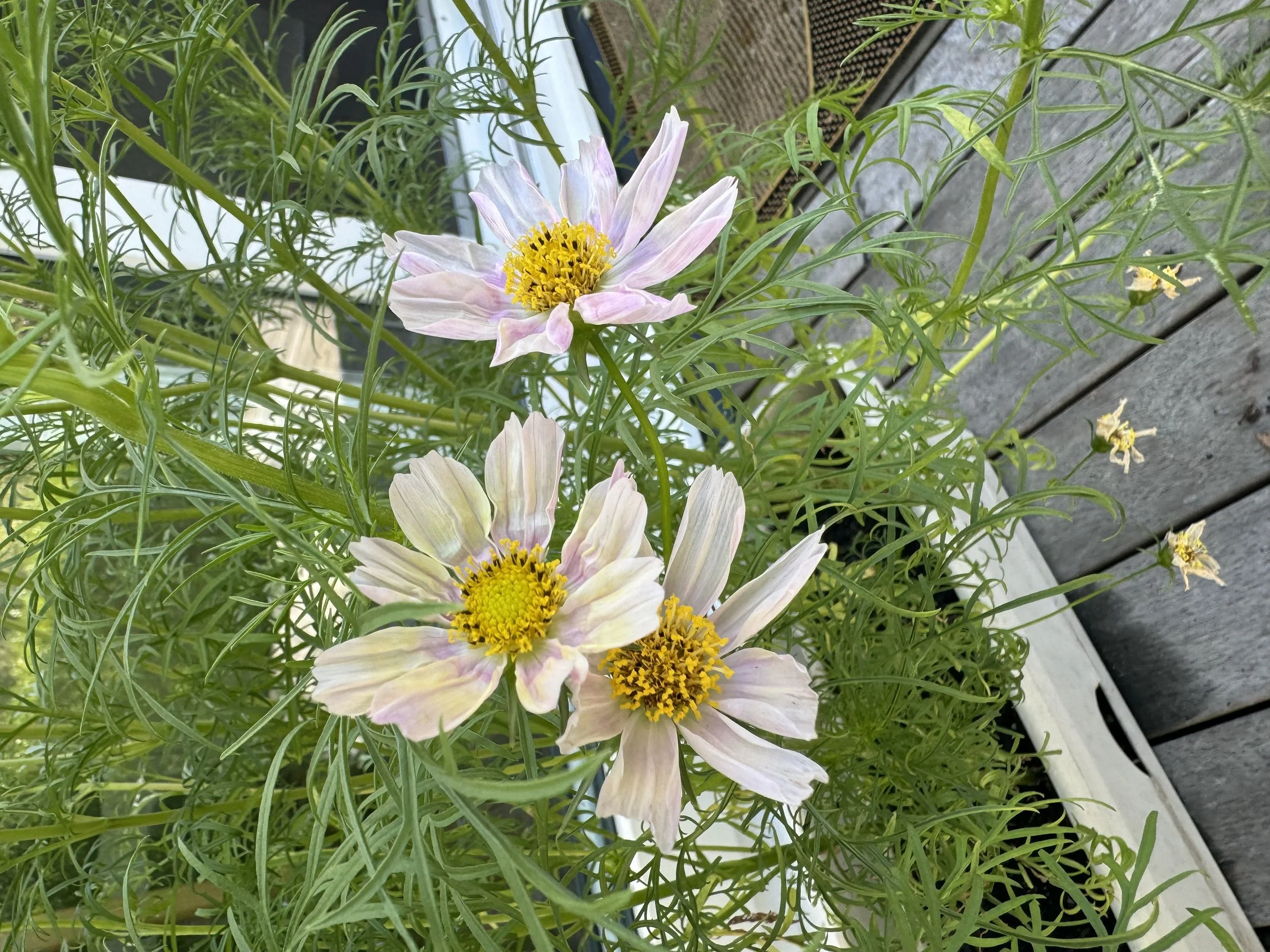 Farm Cosmos 2.jpeg