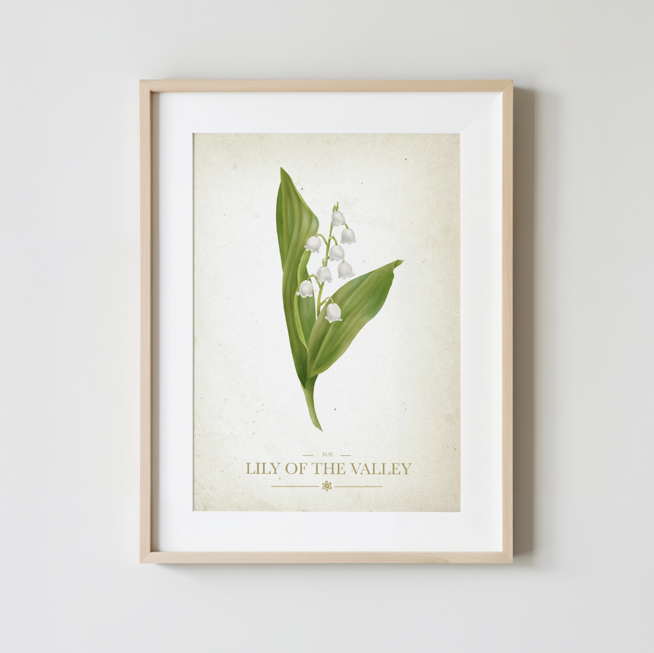 Lily of the Valley Botanical Study