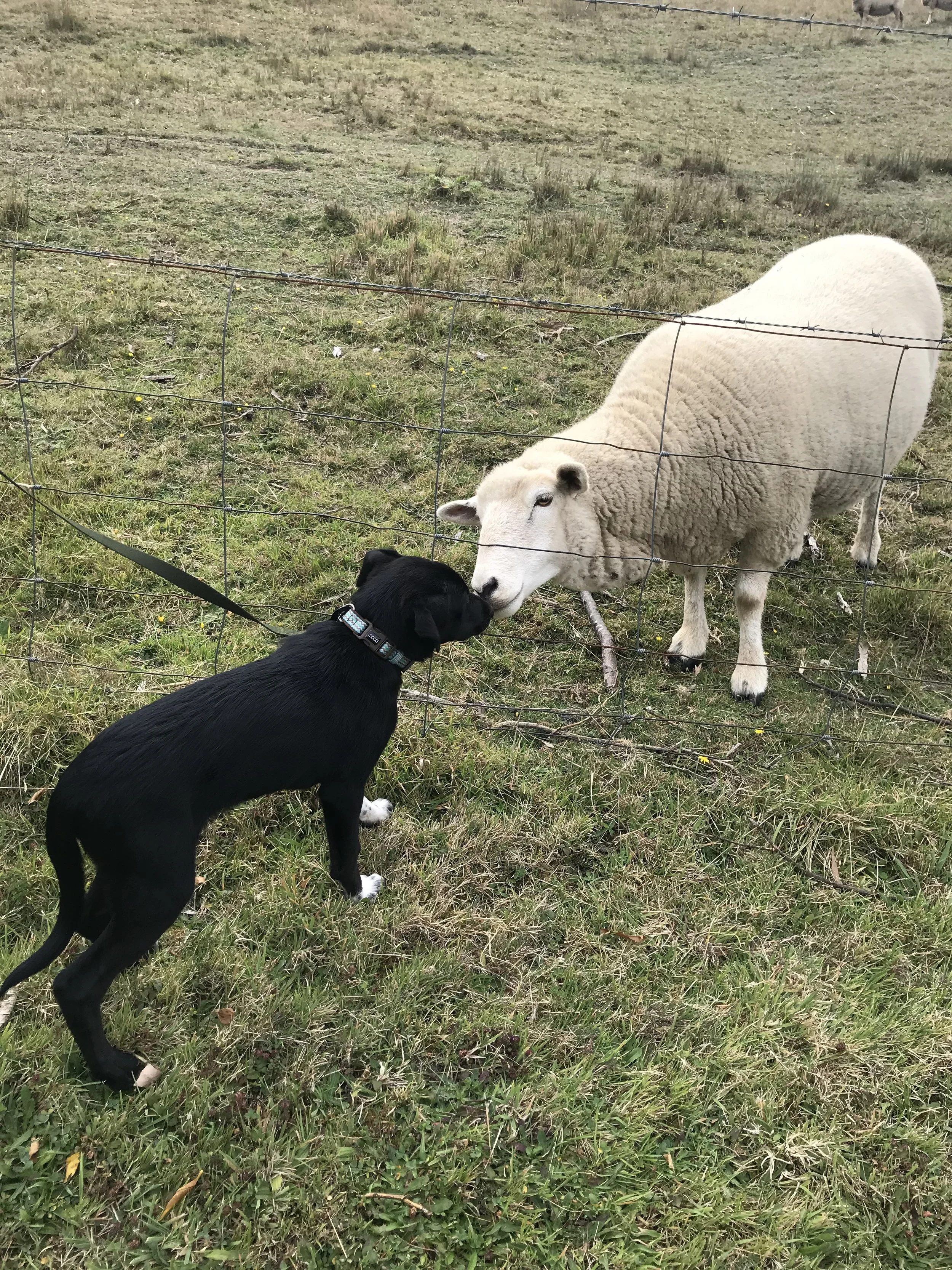 Farm Jock & Rocky.jpeg