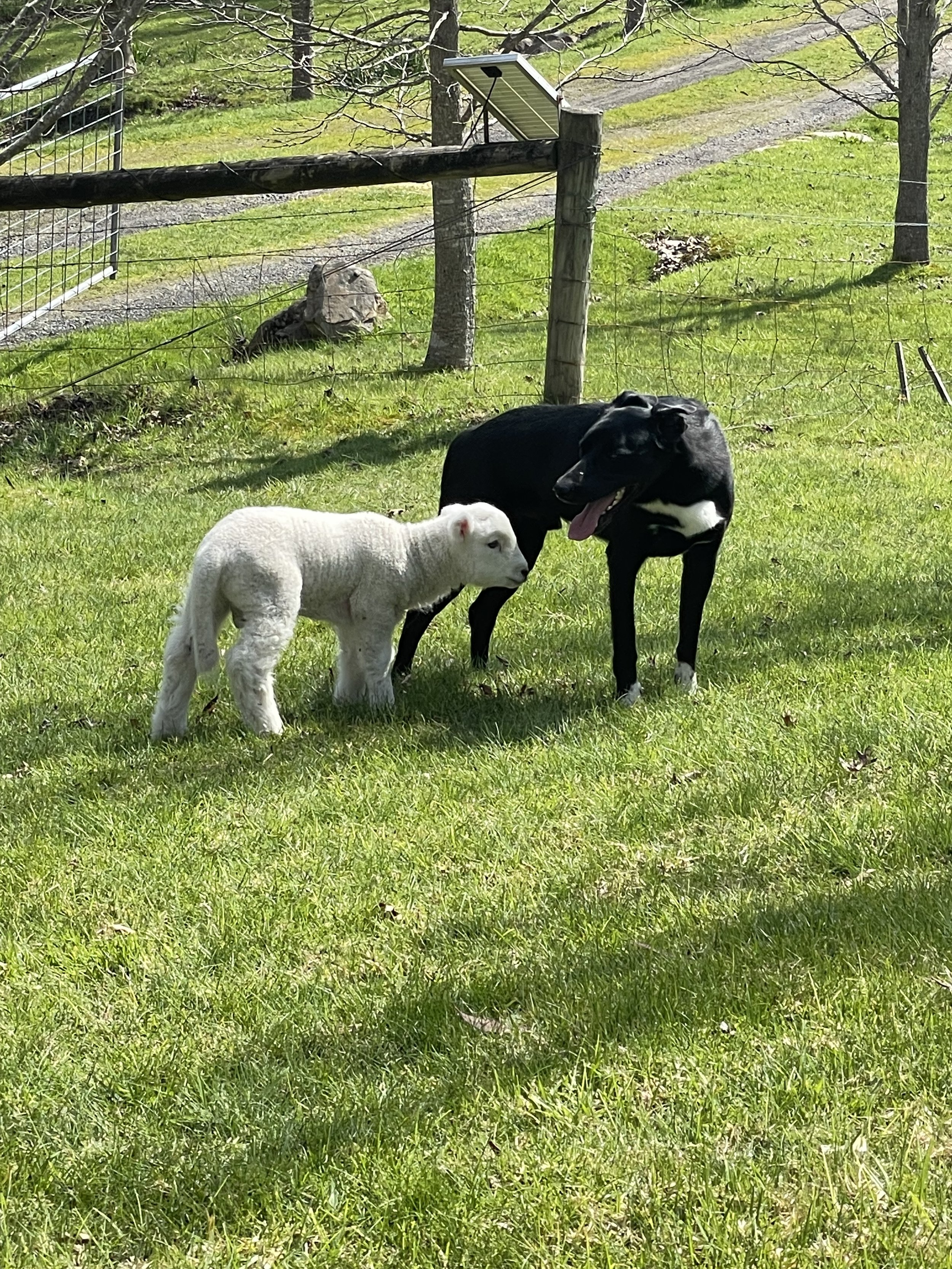 Jock & Cotton.jpeg
