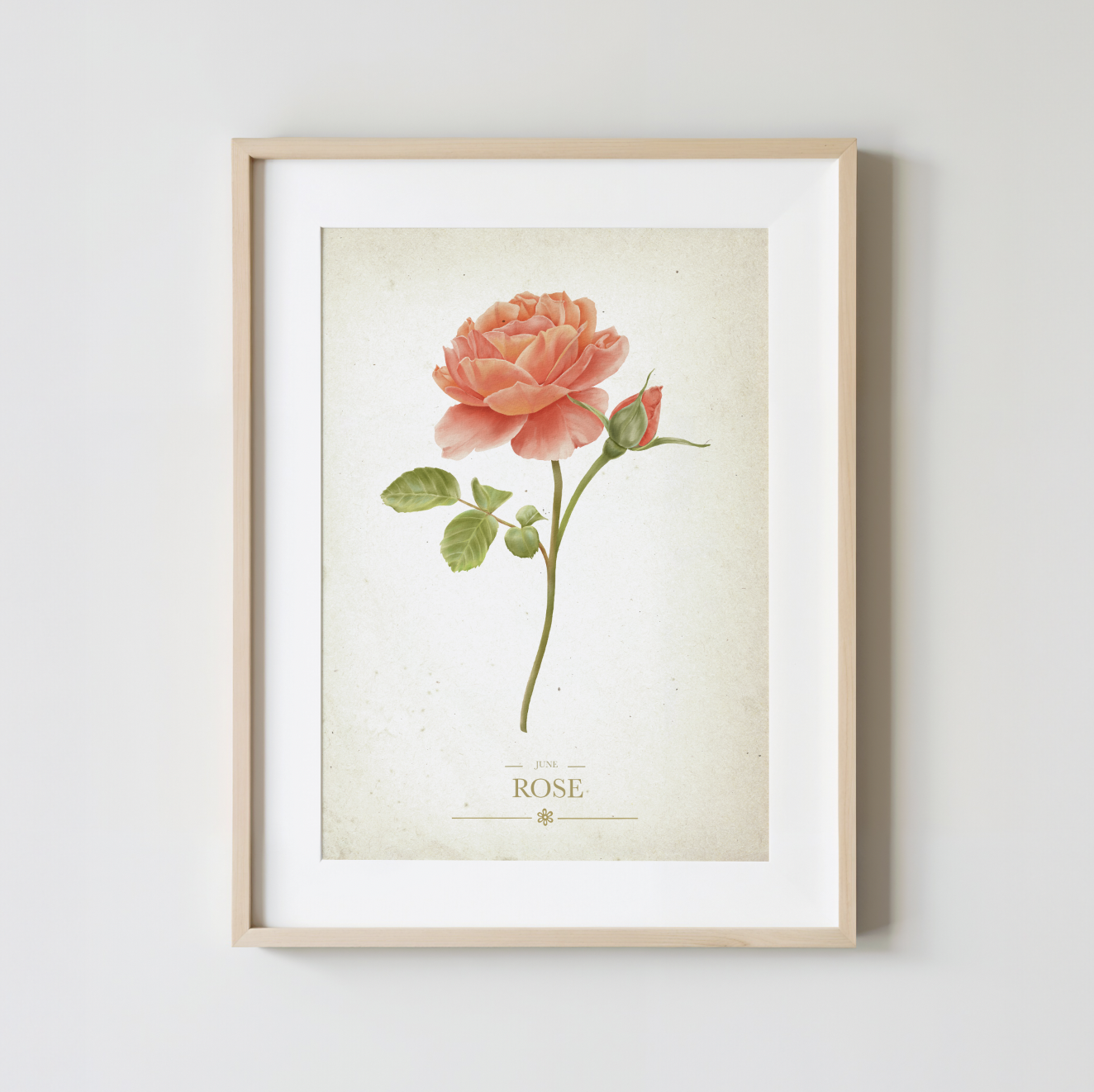 Rose Botanical Study