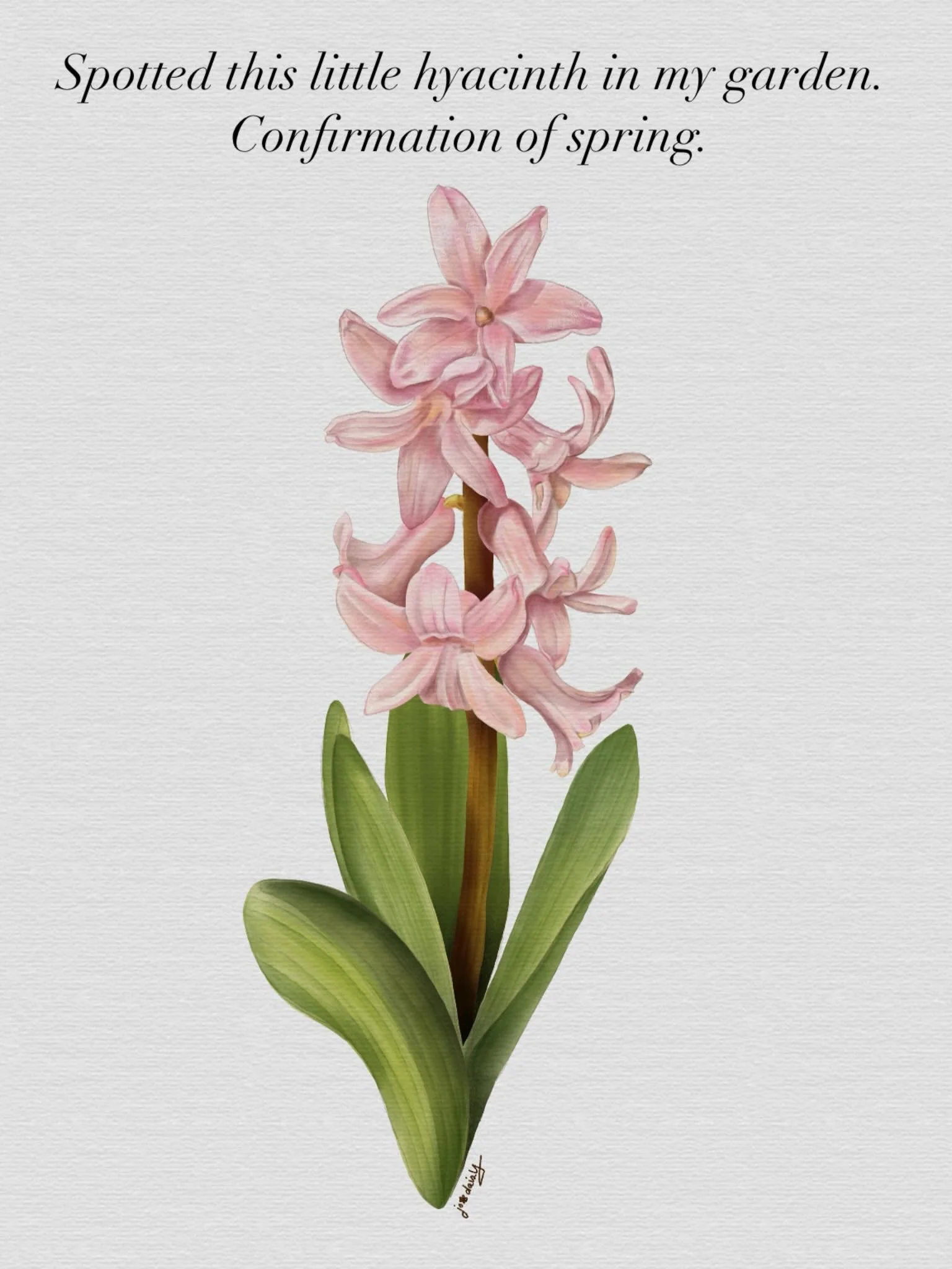 Little pink hyacinth in Procreate. Always a lively little surprise to confirm spring is here. #jodaisyart #hyacinths #hyacinthillustration #springgarden #pinkflowers🌸