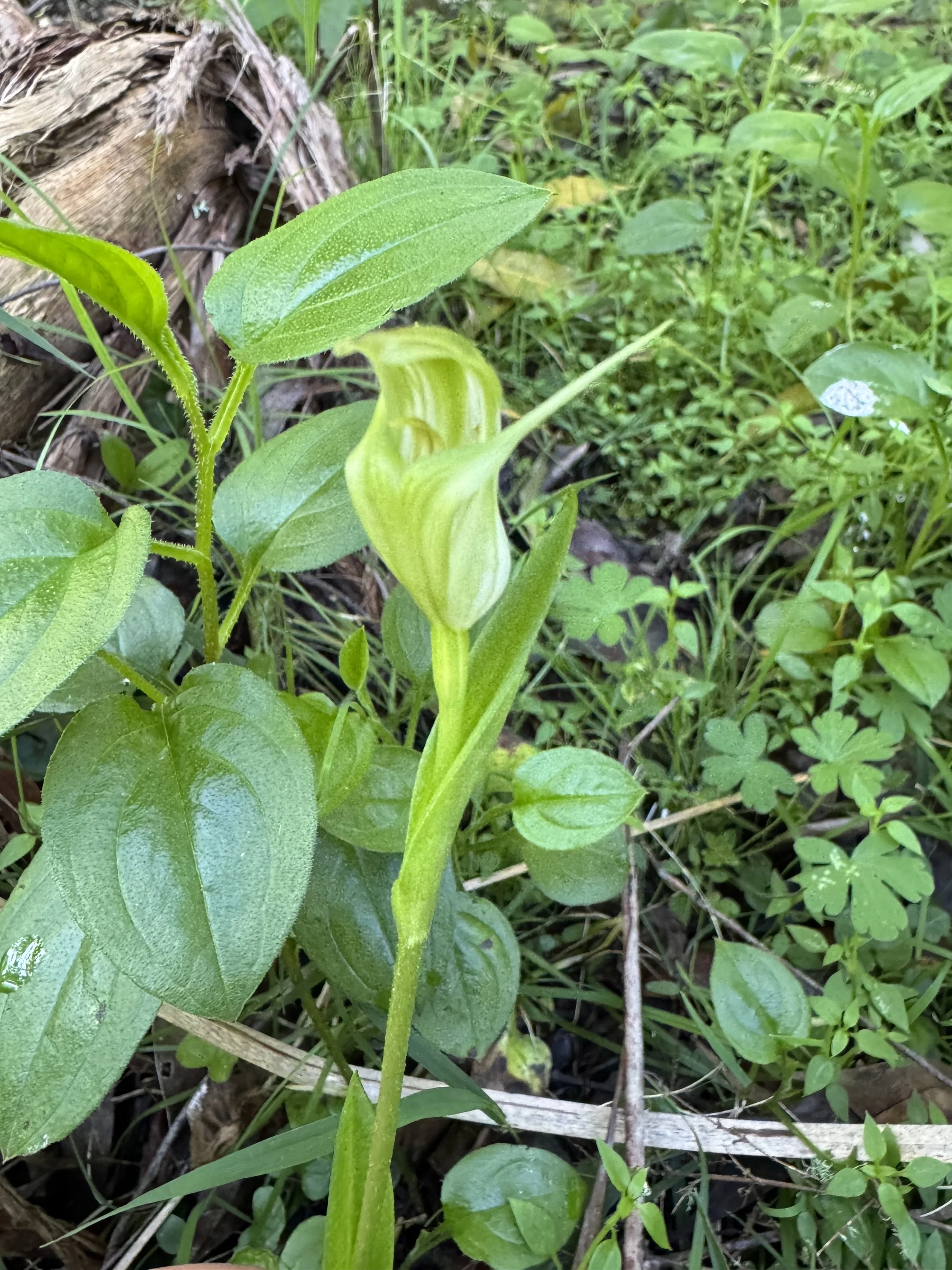 Green Hood Orchid
