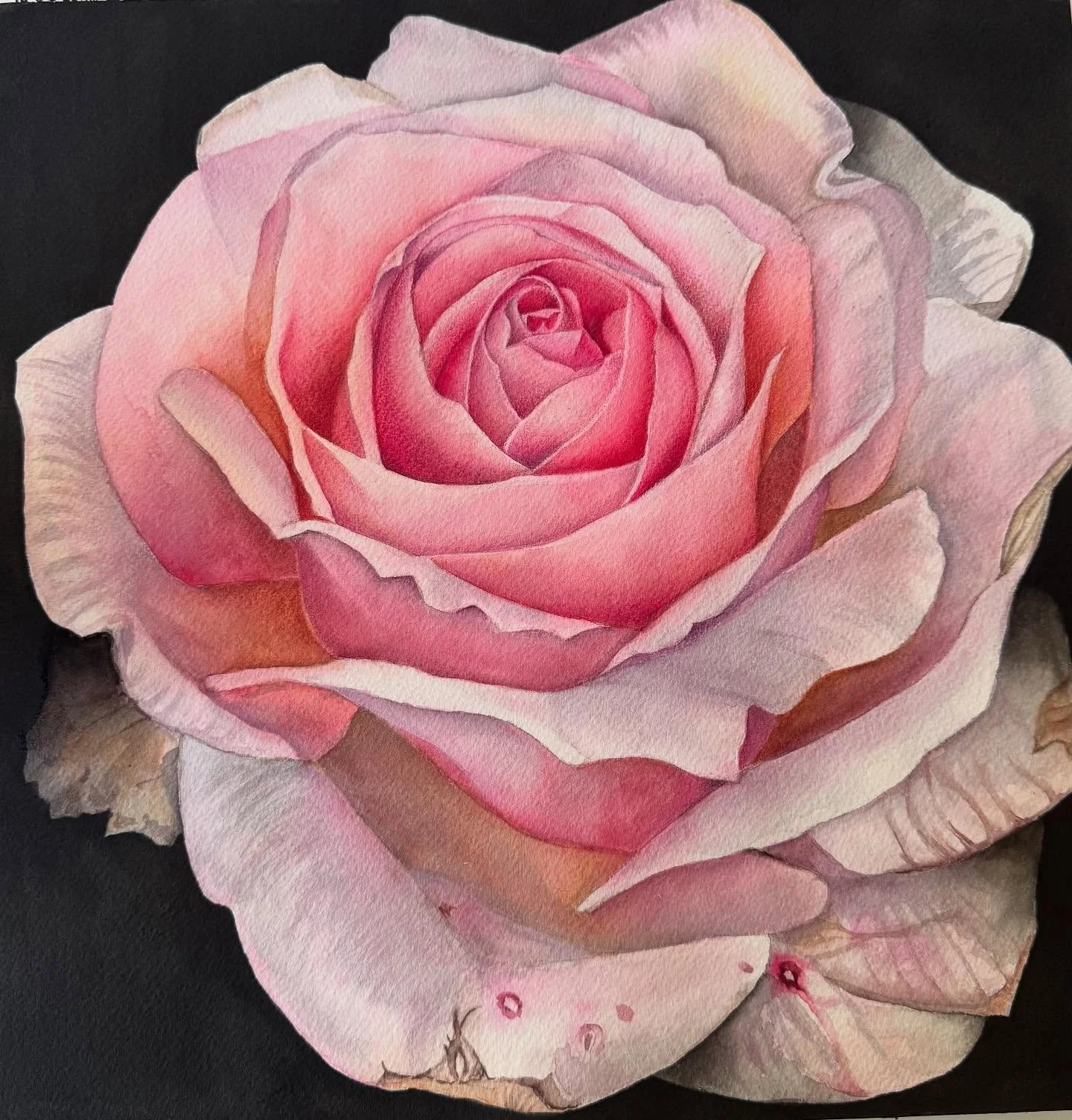 Total comfort zone challenge. Cold pressed paper, large flower and black background. 1 down, 19 to go in my comfort zone challenge. (Totally self inflicted 🤣)
#watercolourroses #jodaisyart #pinkroses🌷 #boldflowers #botanicalart