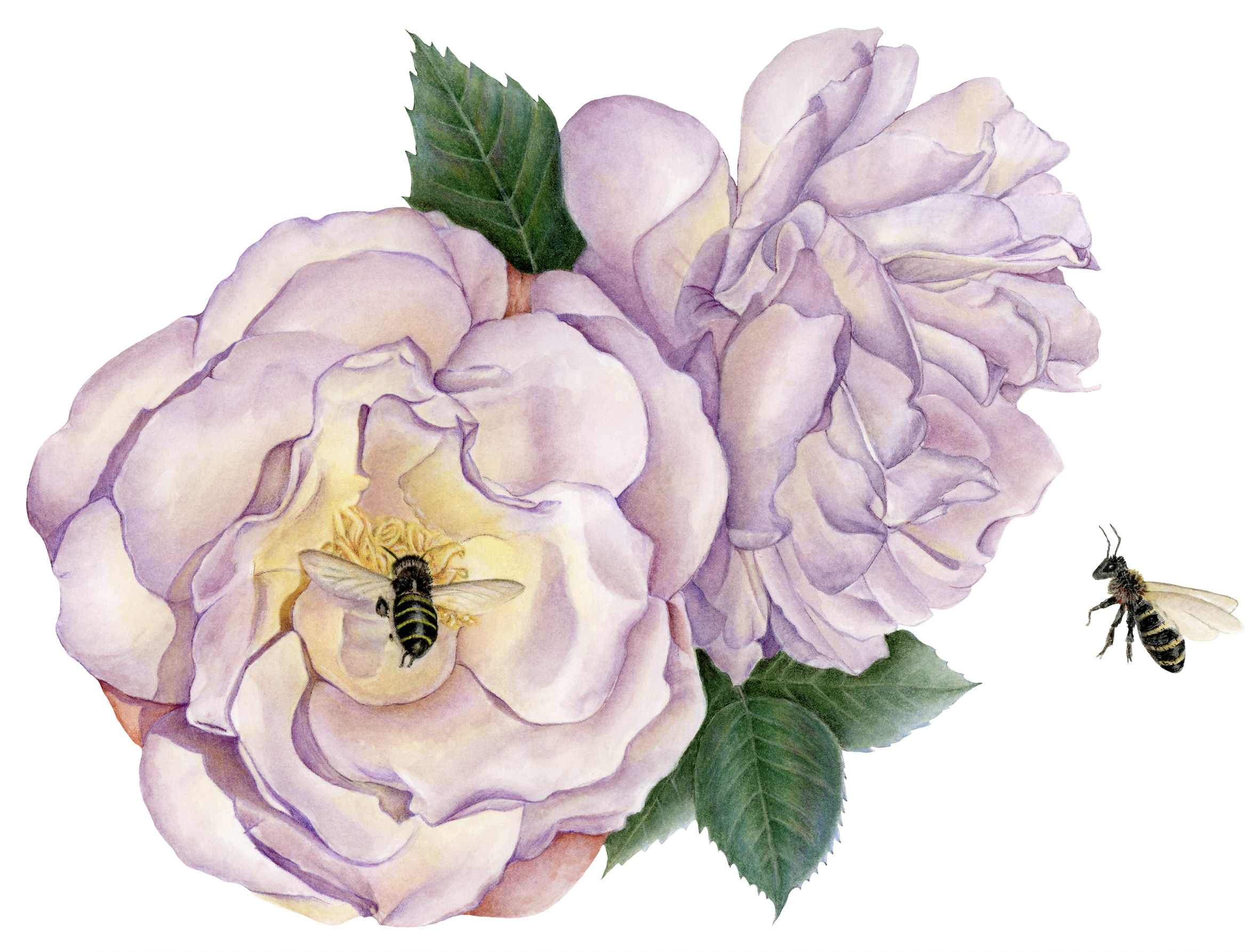 For Sale - Lavenderr Roses