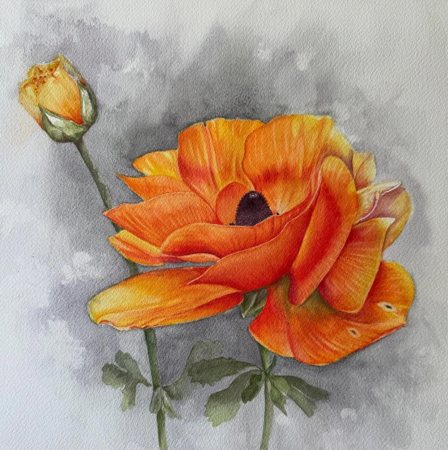 &ldquo;Glory&rdquo;! What I thought when I first saw this ranunculus in my garden. This was challenge no 2. 18 to go. #jodaisyart #ranunculusasiaticus #orangeflowers #boldflorals #interiordesignart