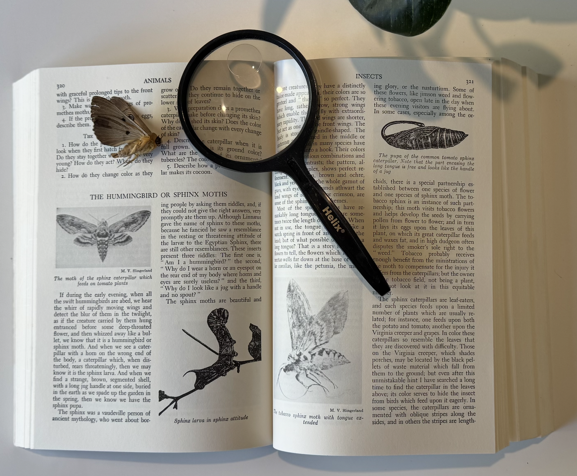 Handbook of Nature Study Open.png