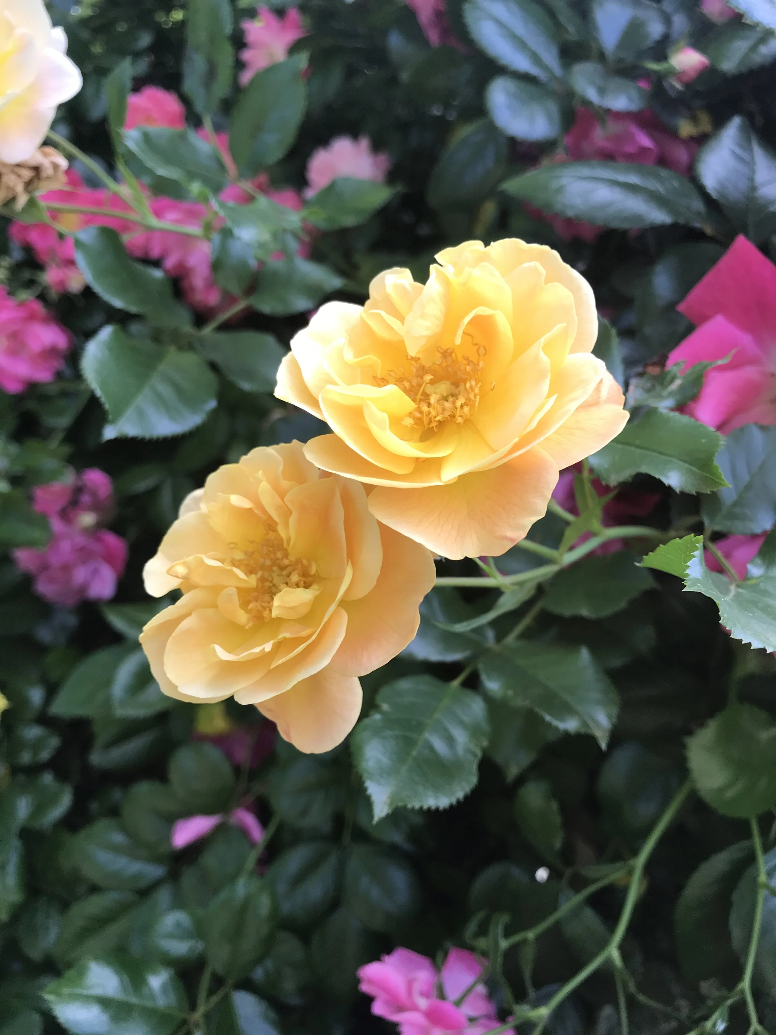 Farm Yellow Roses Hedge.jpeg