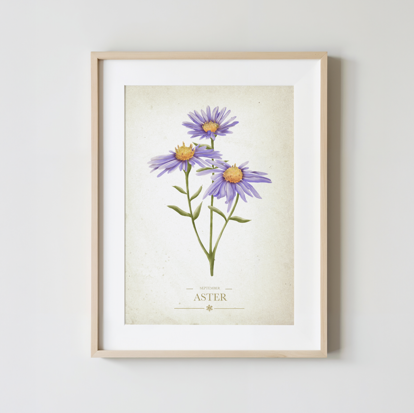 Aster Botanical Study