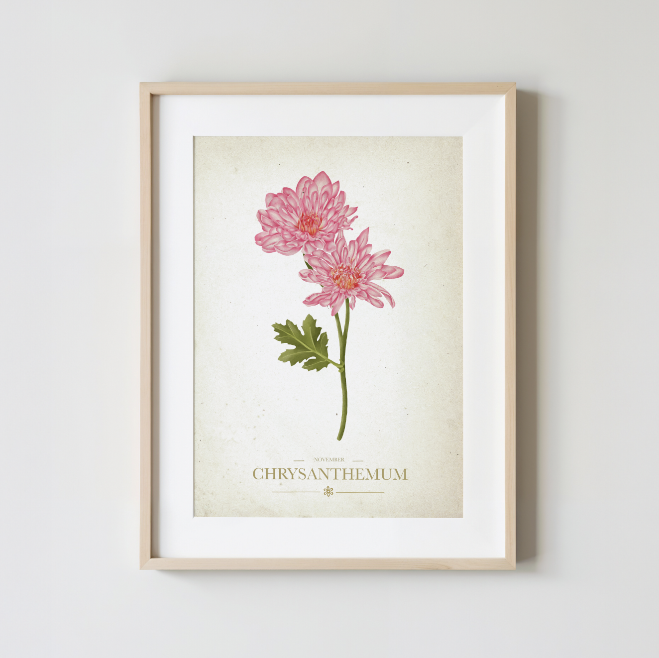 Chrysanthemum Botanical Study