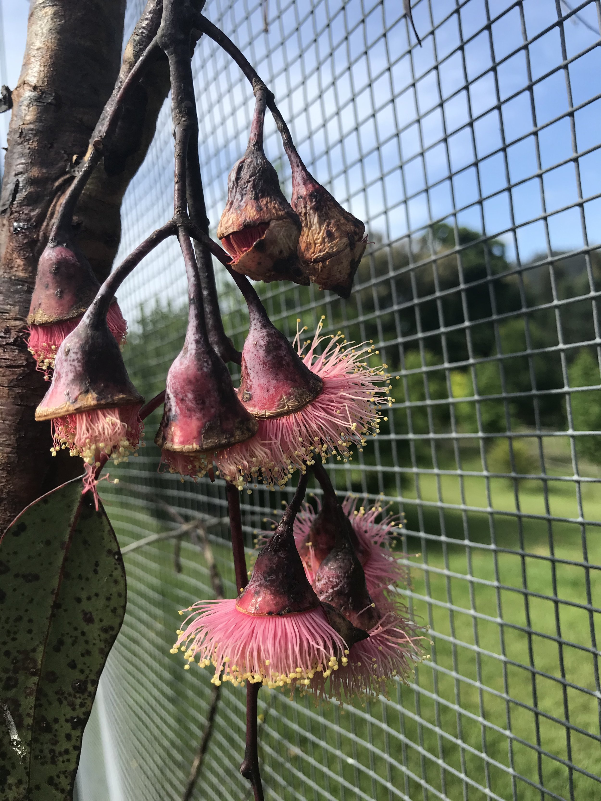 Farm Princess Gum Flowers.jpeg
