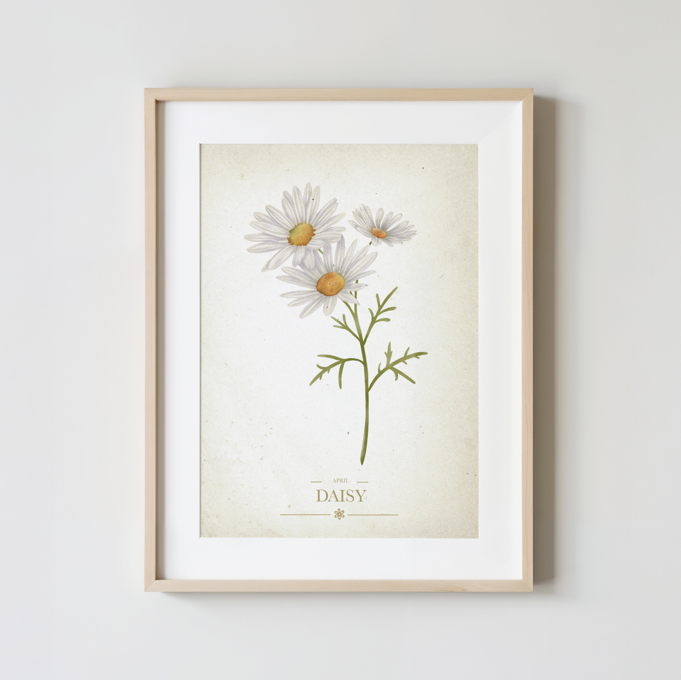 Daisy Botanical Study
