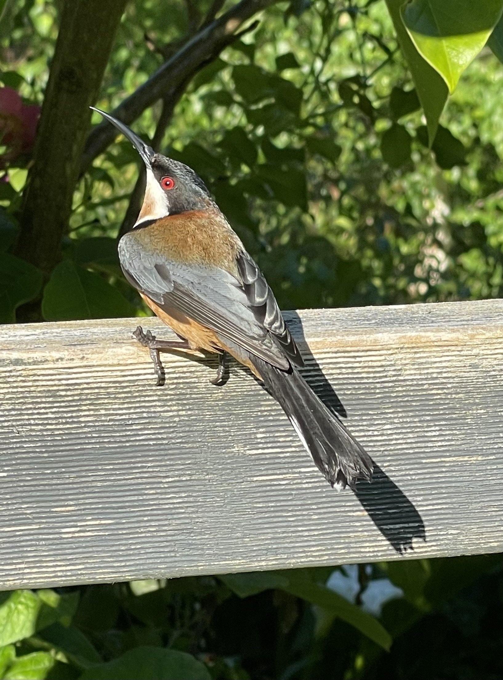 Farm Spinebill on Fence.jpeg