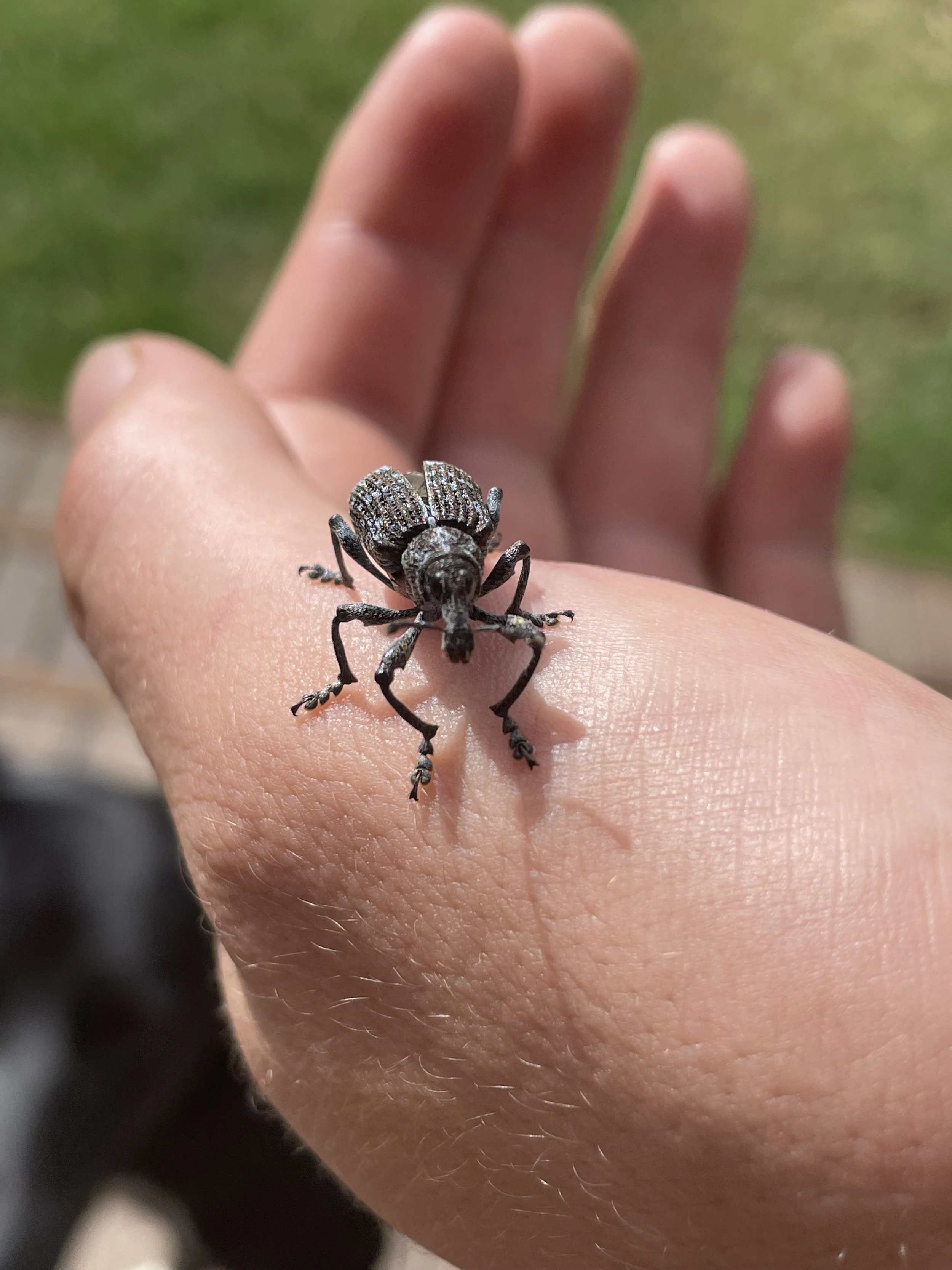 Farm Bug.jpeg