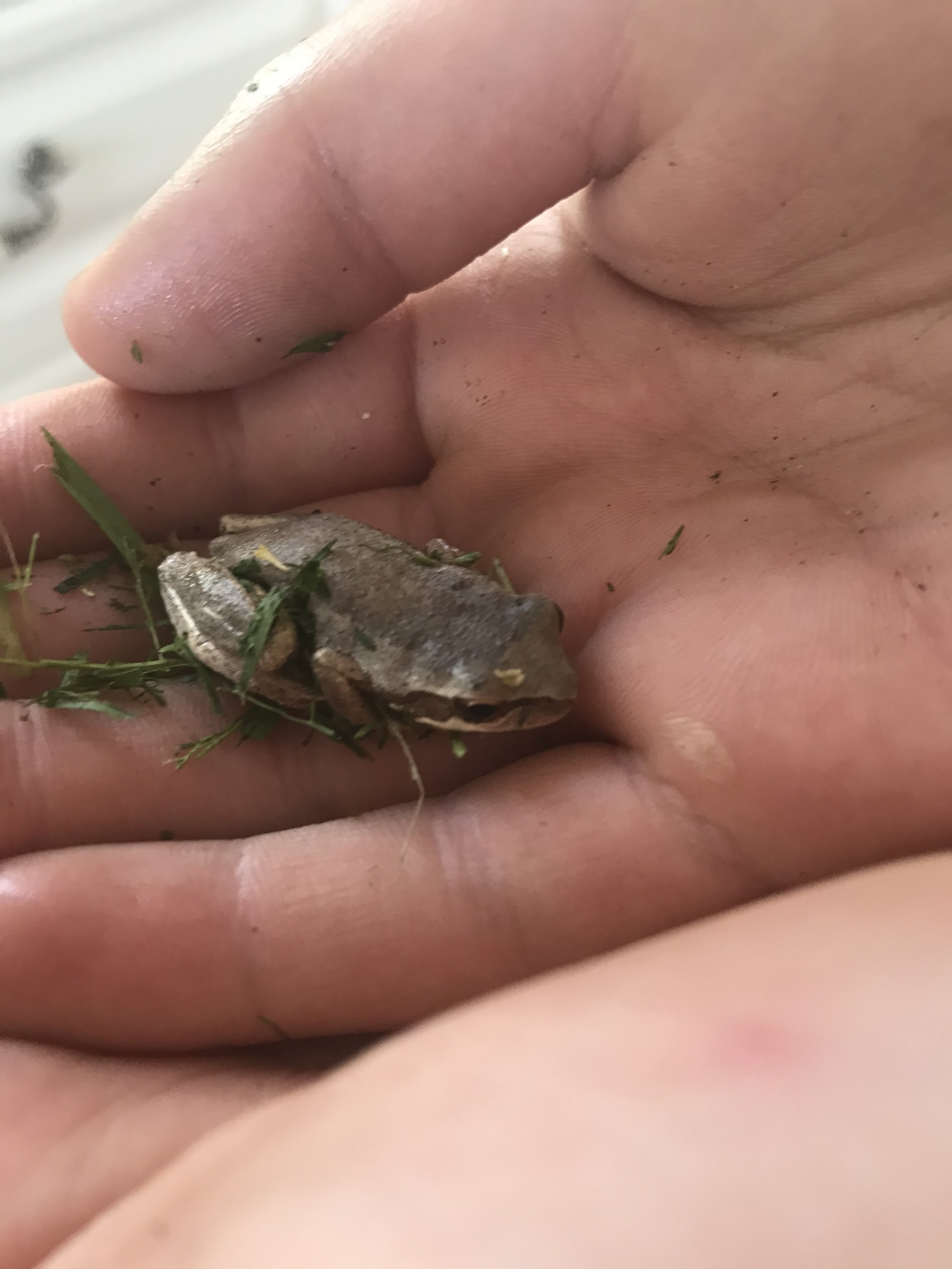 Farm Froggie.jpeg