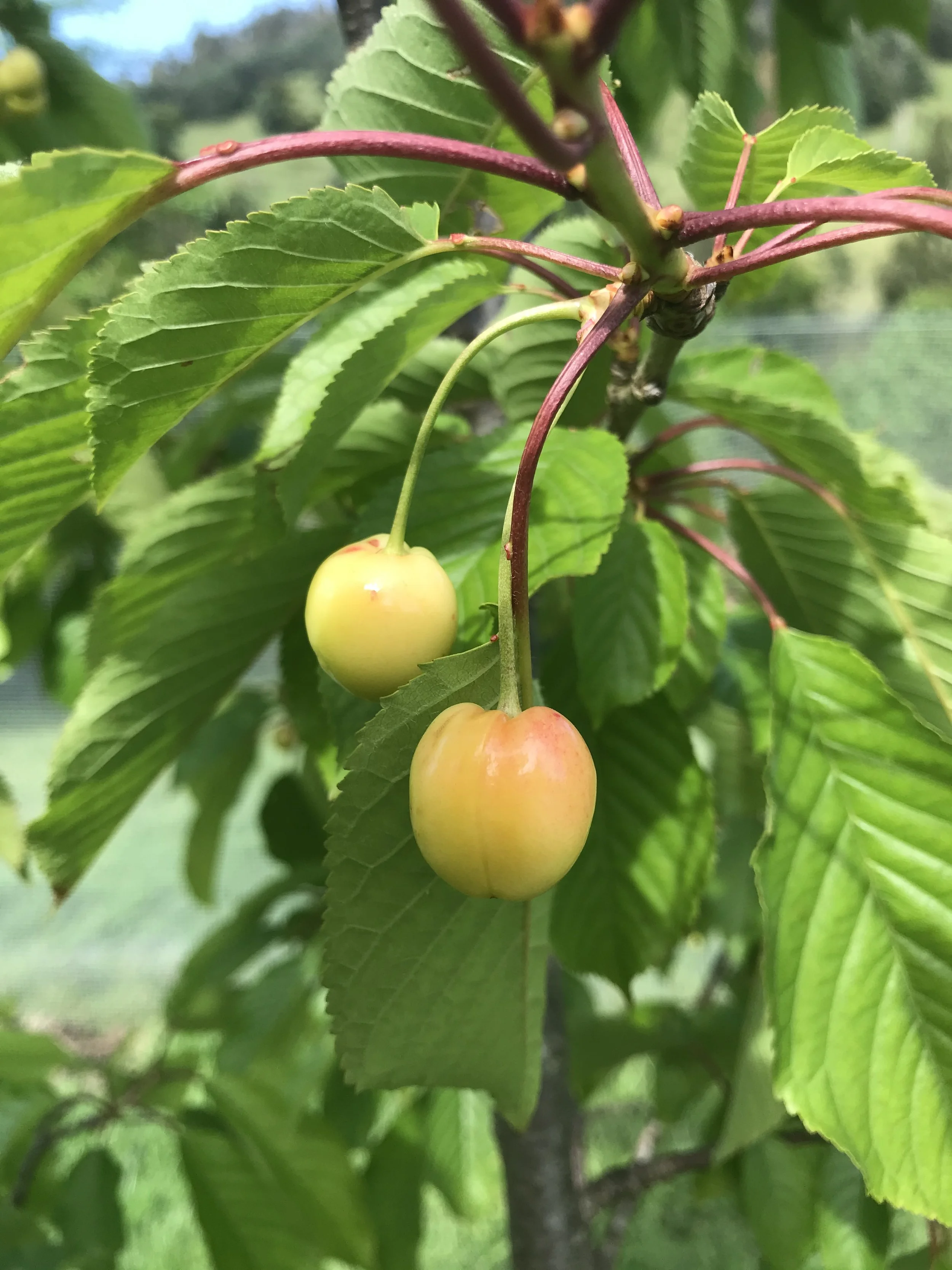 Farm Cherries.jpeg