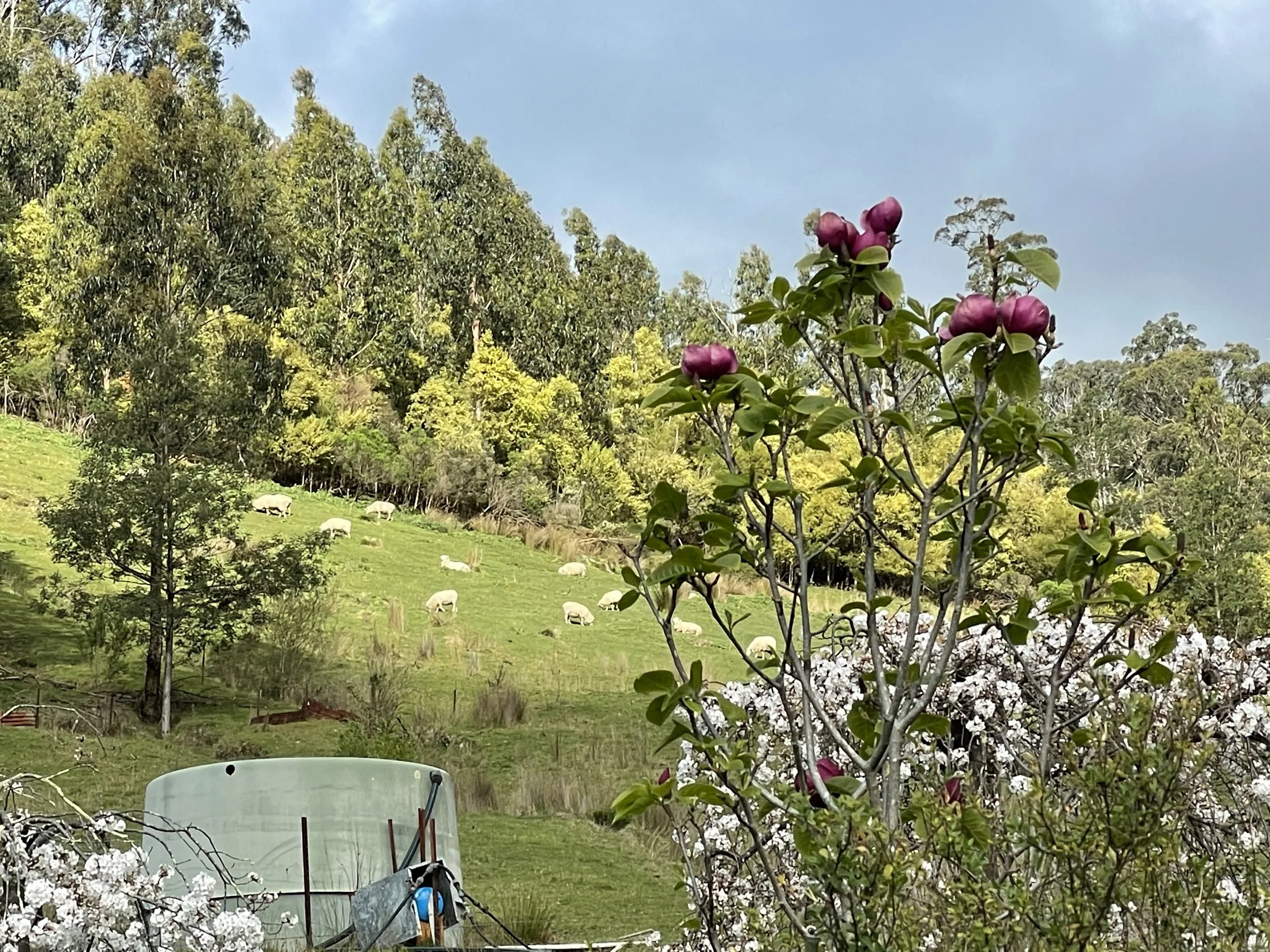 Farm Paddock View.jpeg