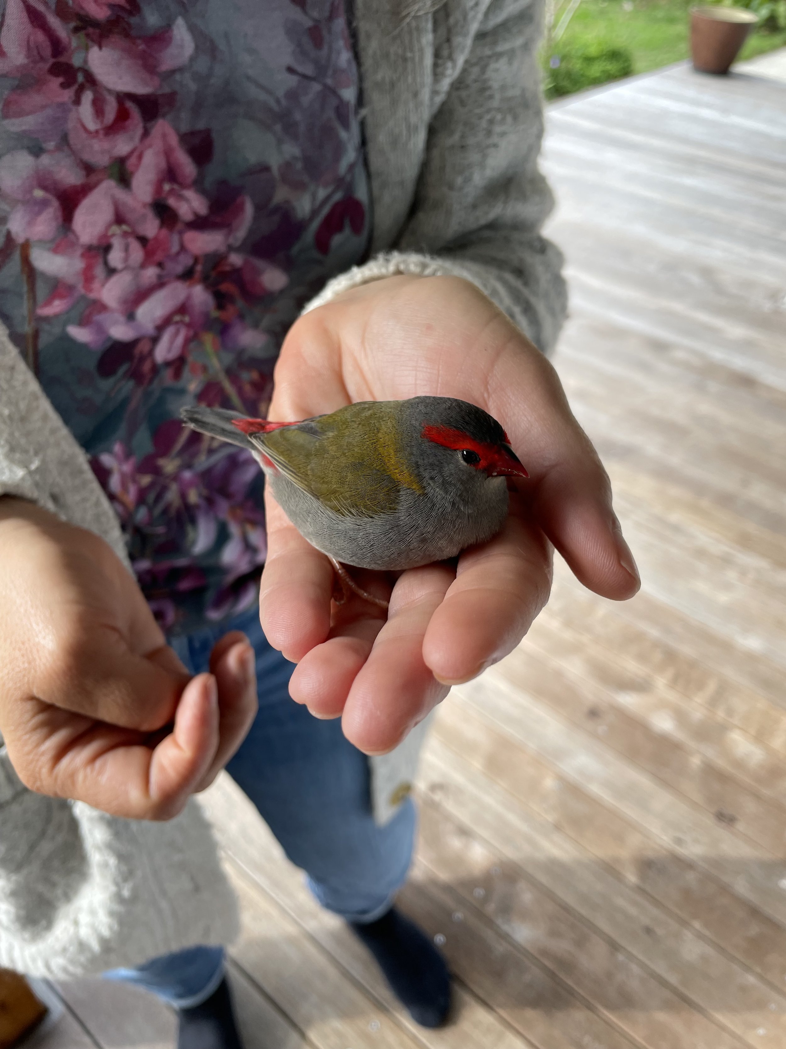Farm Red Browed Finch.jpeg