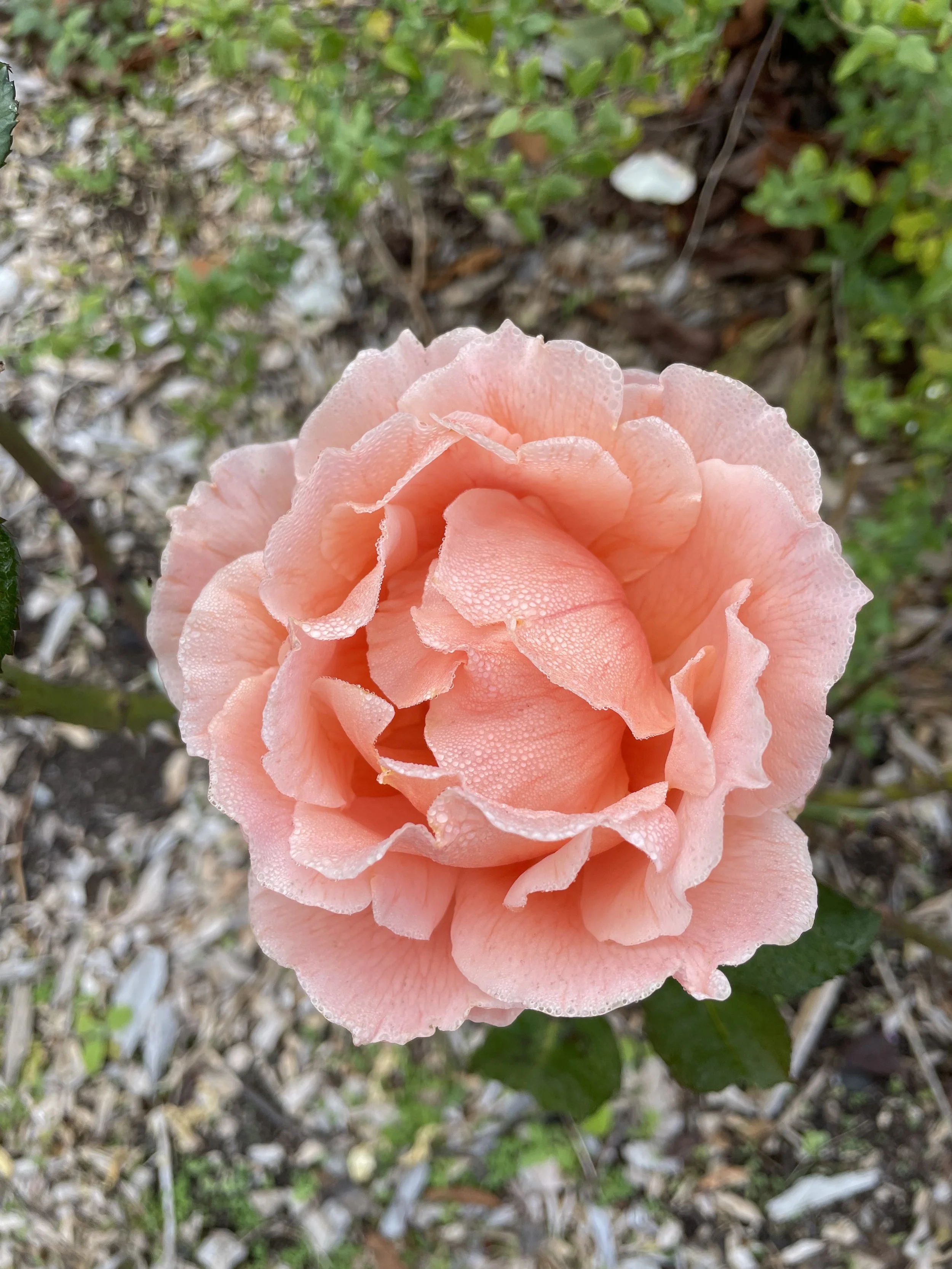 Farm Peach Rose.jpeg