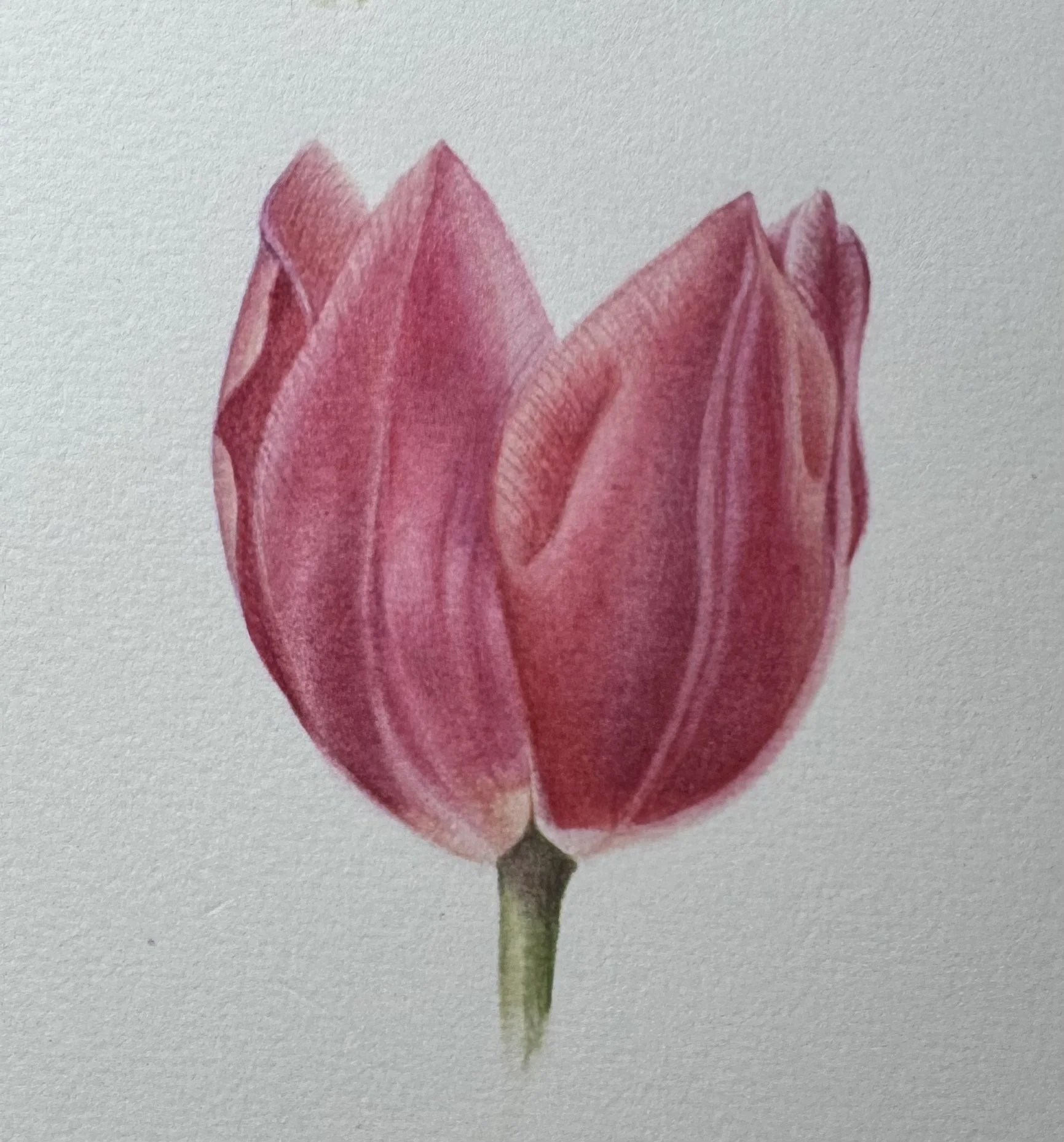 Watercolour Tulip Lesson