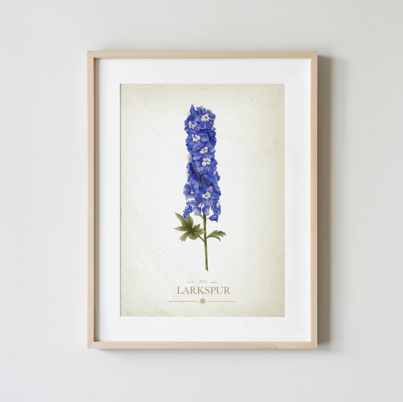 Larkspur Botanical Study