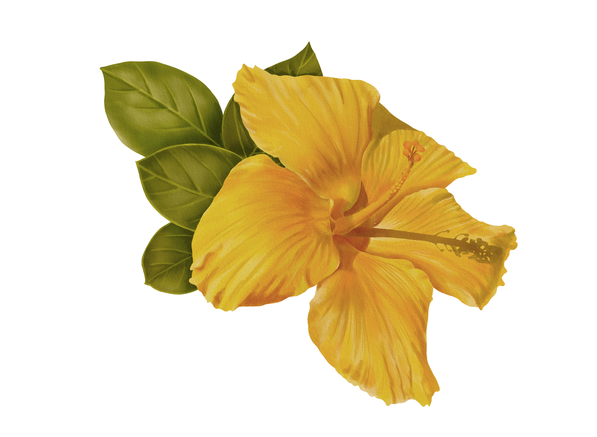 A yellow hibiscus flower with green leaves on a black background.
