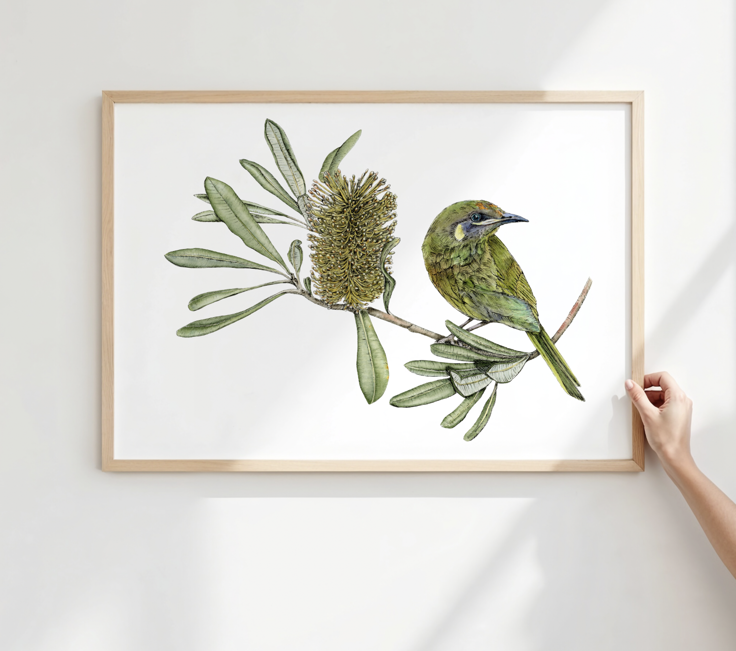 Wattlebird Bagged Print