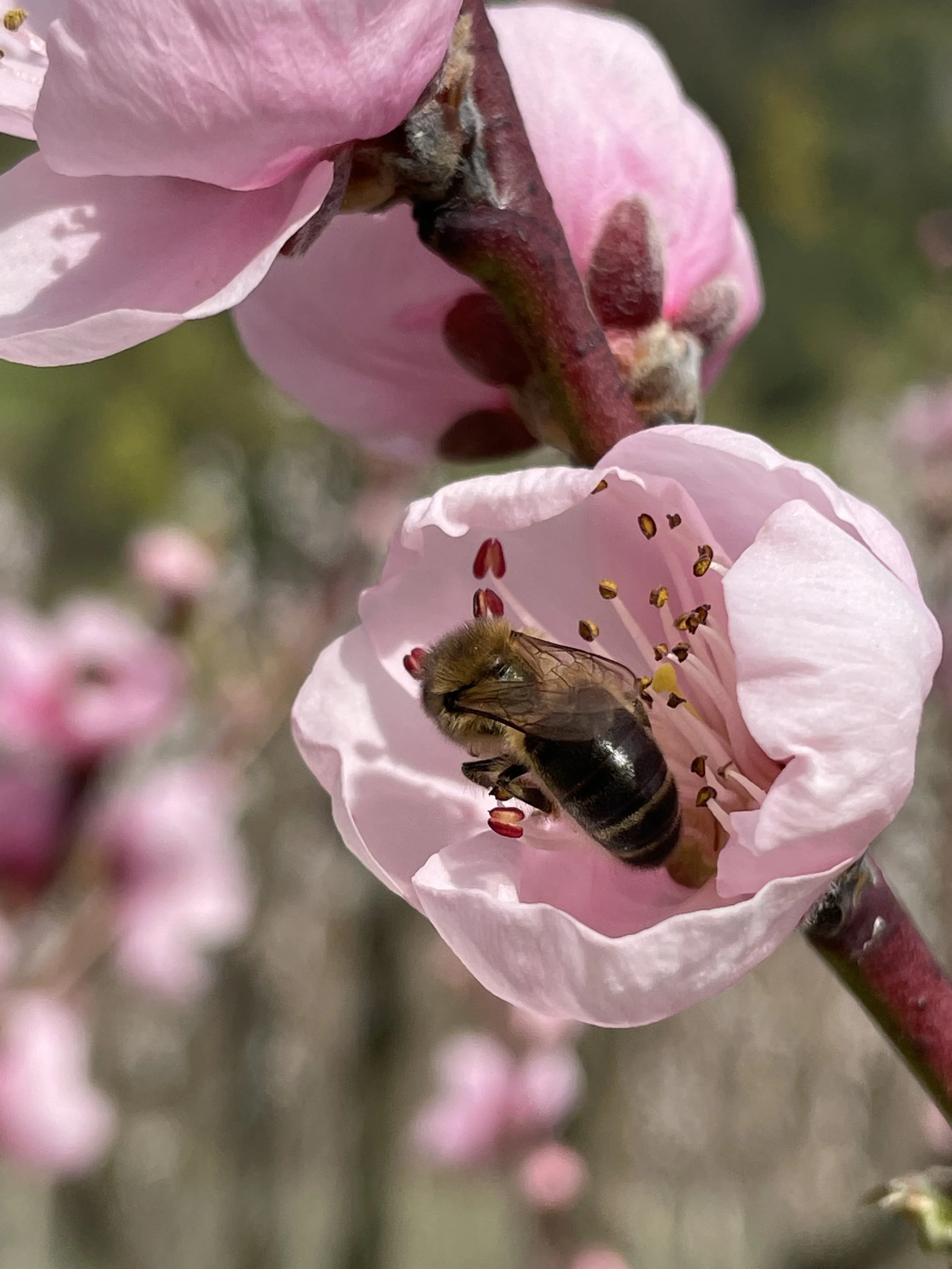 Farm Blossom with Bee.jpeg