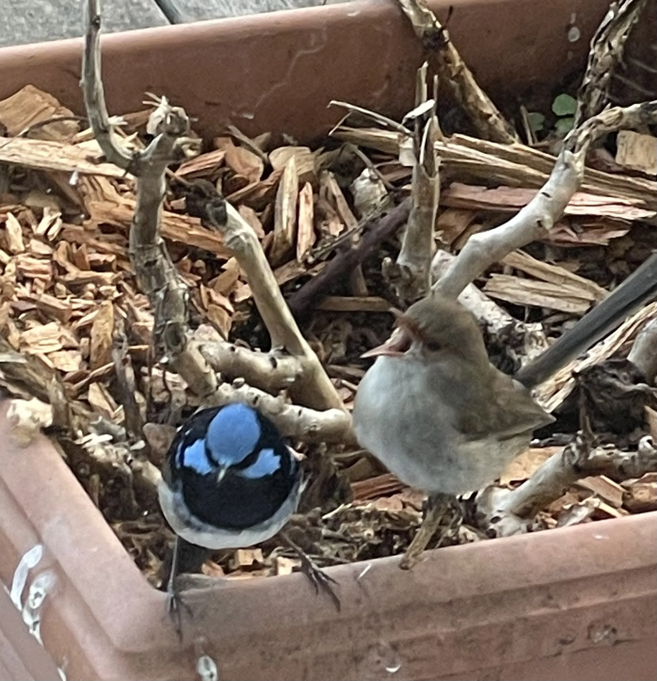 Farm Wrens.jpeg