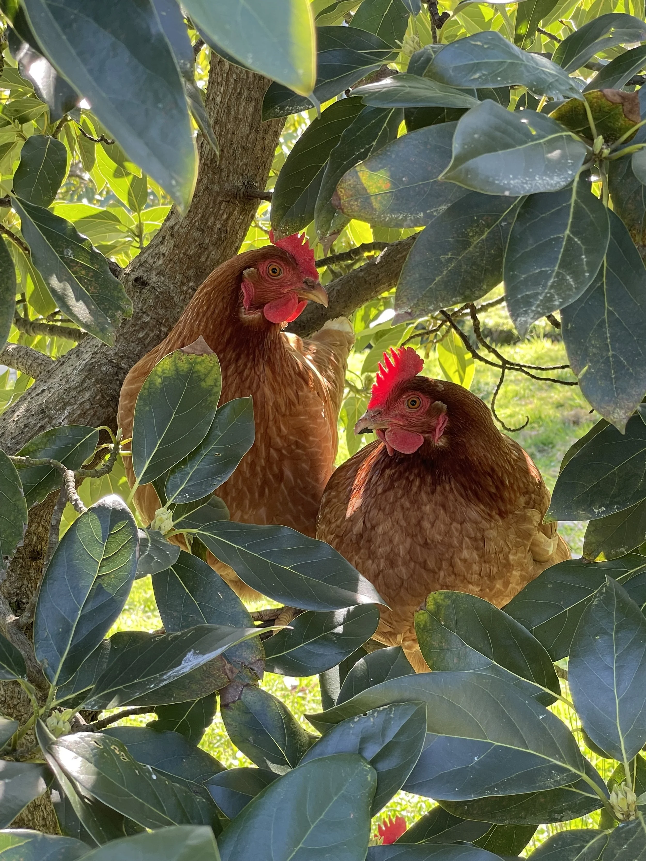 Chickens in Avo Trees.jpeg