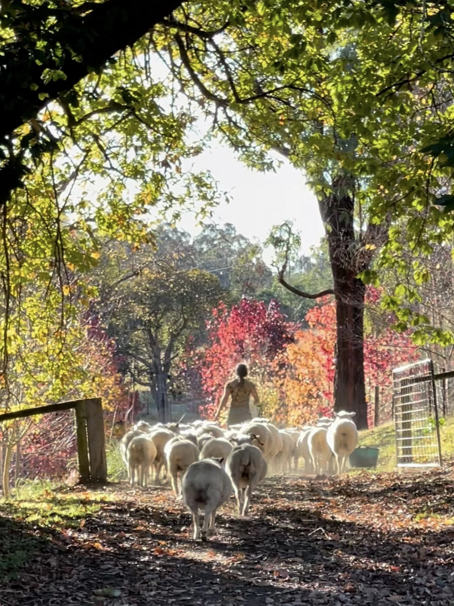 Inez & Sheep.jpeg
