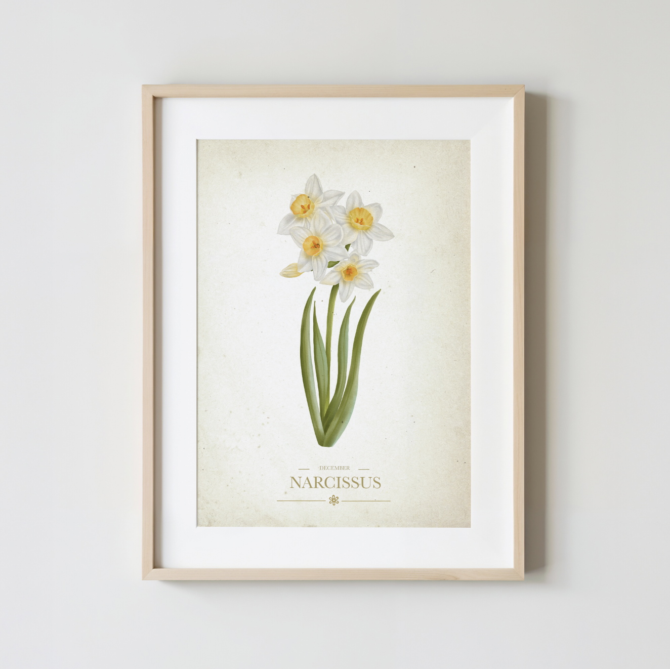 Narcissus Botanical Study