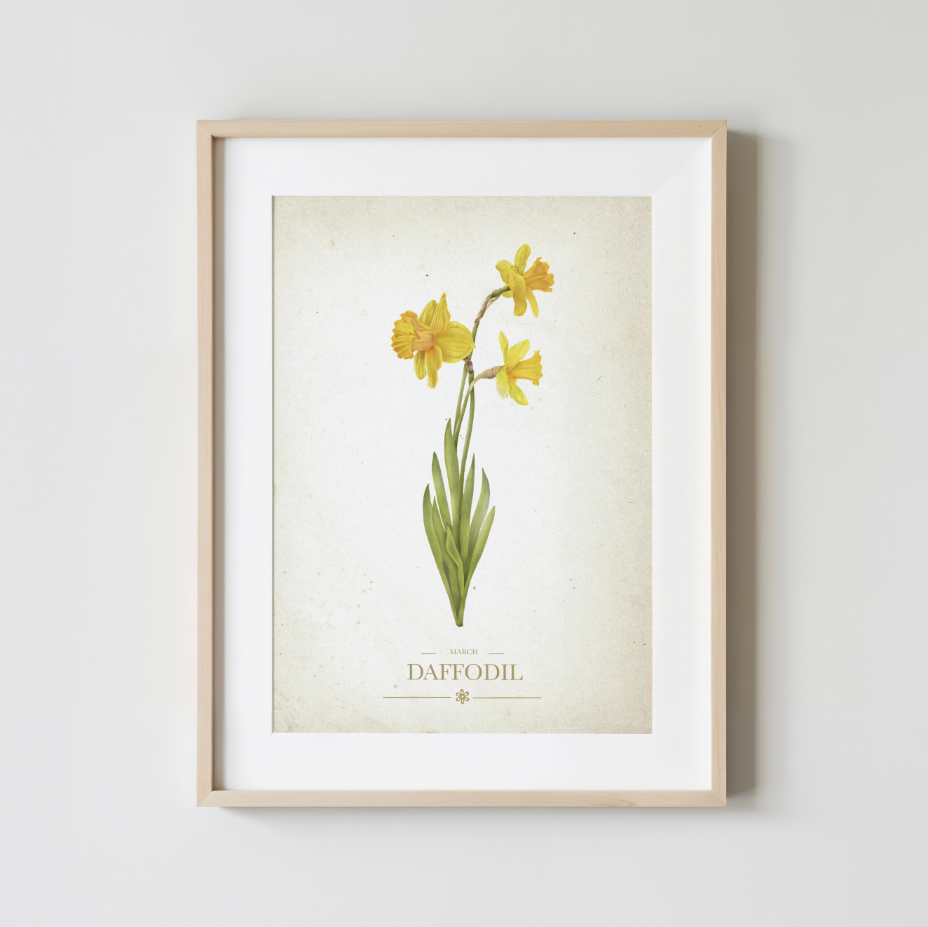Daffodil Botanical Study